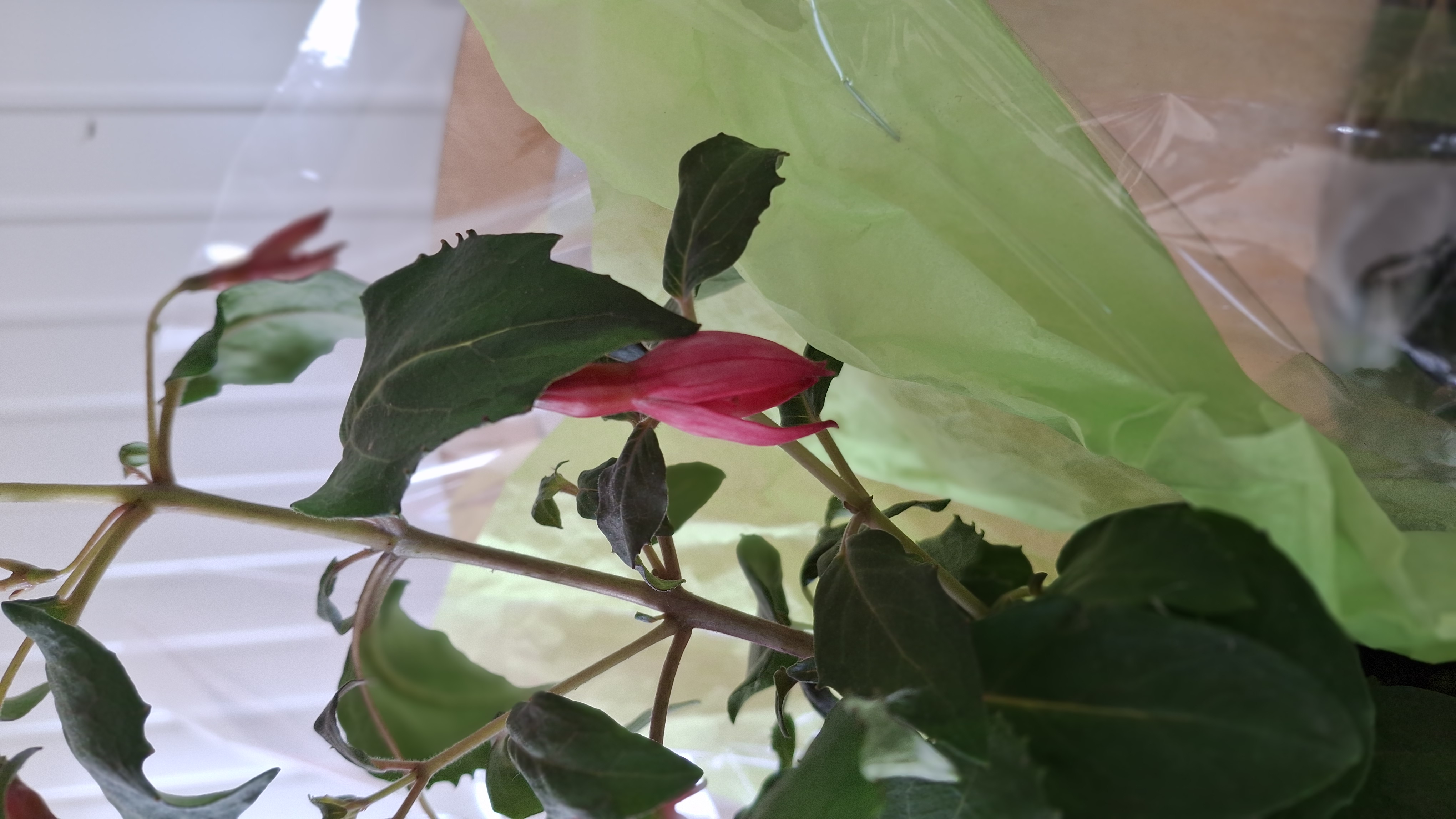 Fuchsia schrimp cocktail en pot de 3 litres
