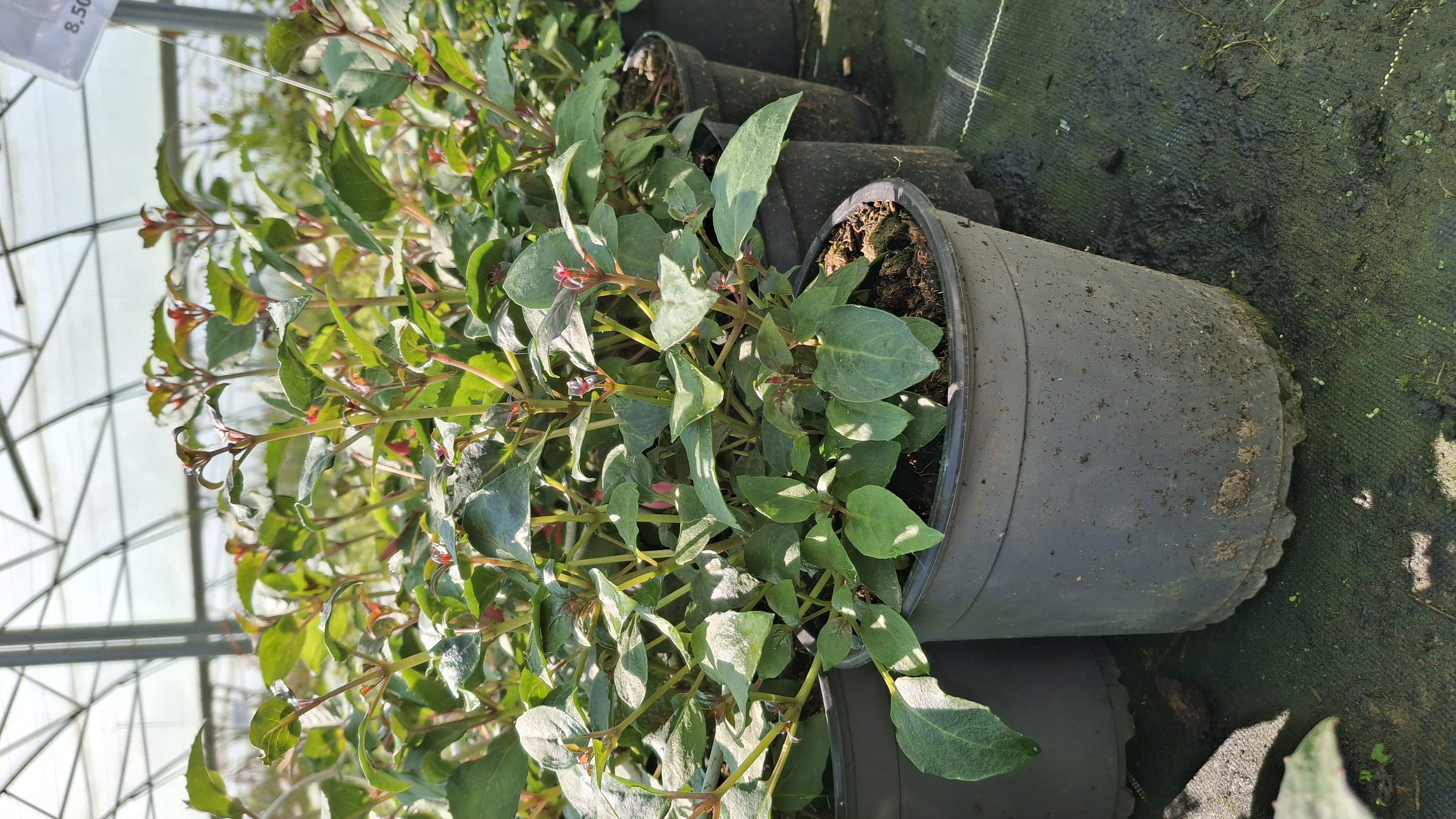 Fuchsia schrimp cocktail en pot de 3 litres