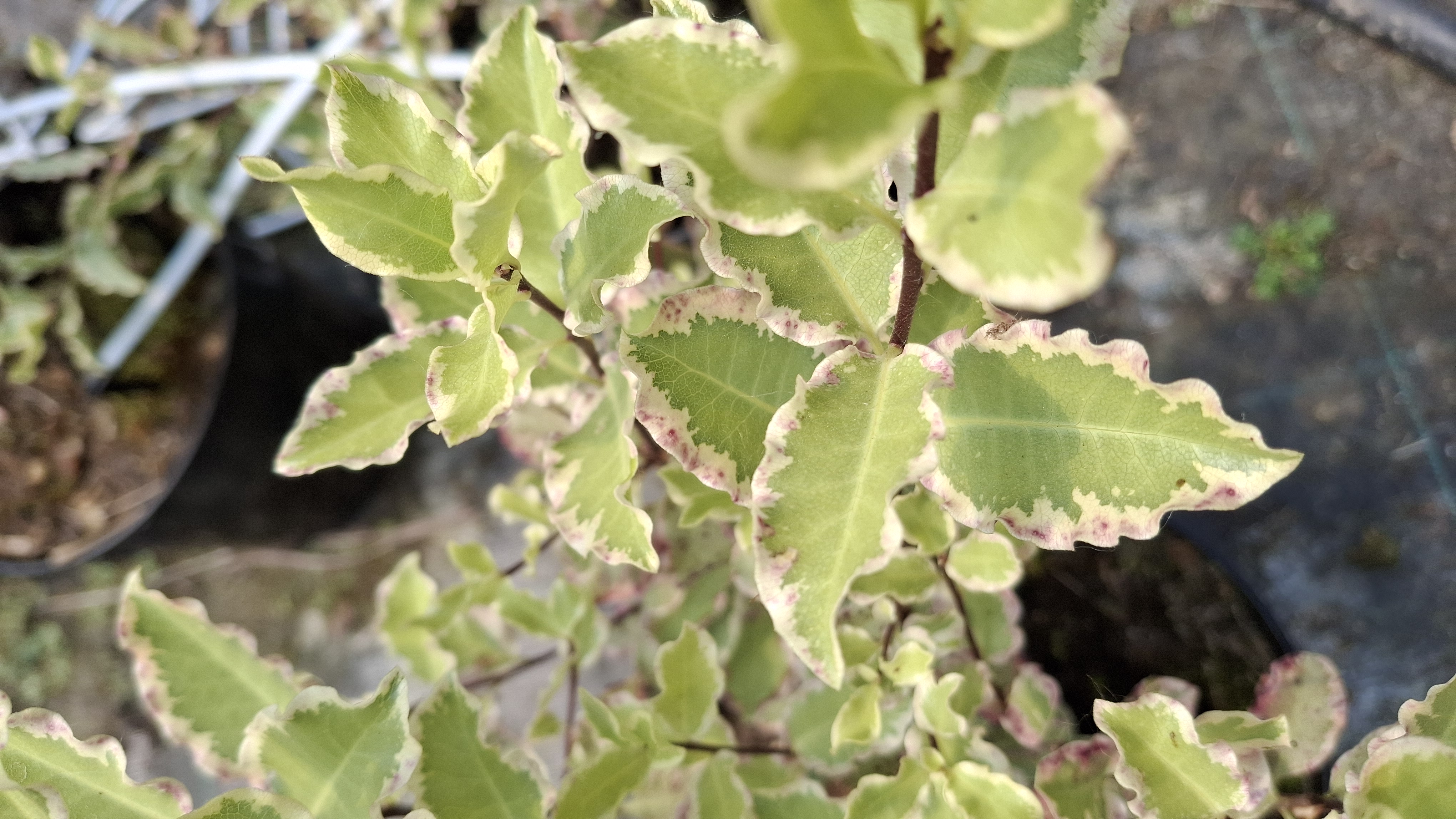 Pittosporum tenuifolium 'Elisabeth' en pot de 3 litres