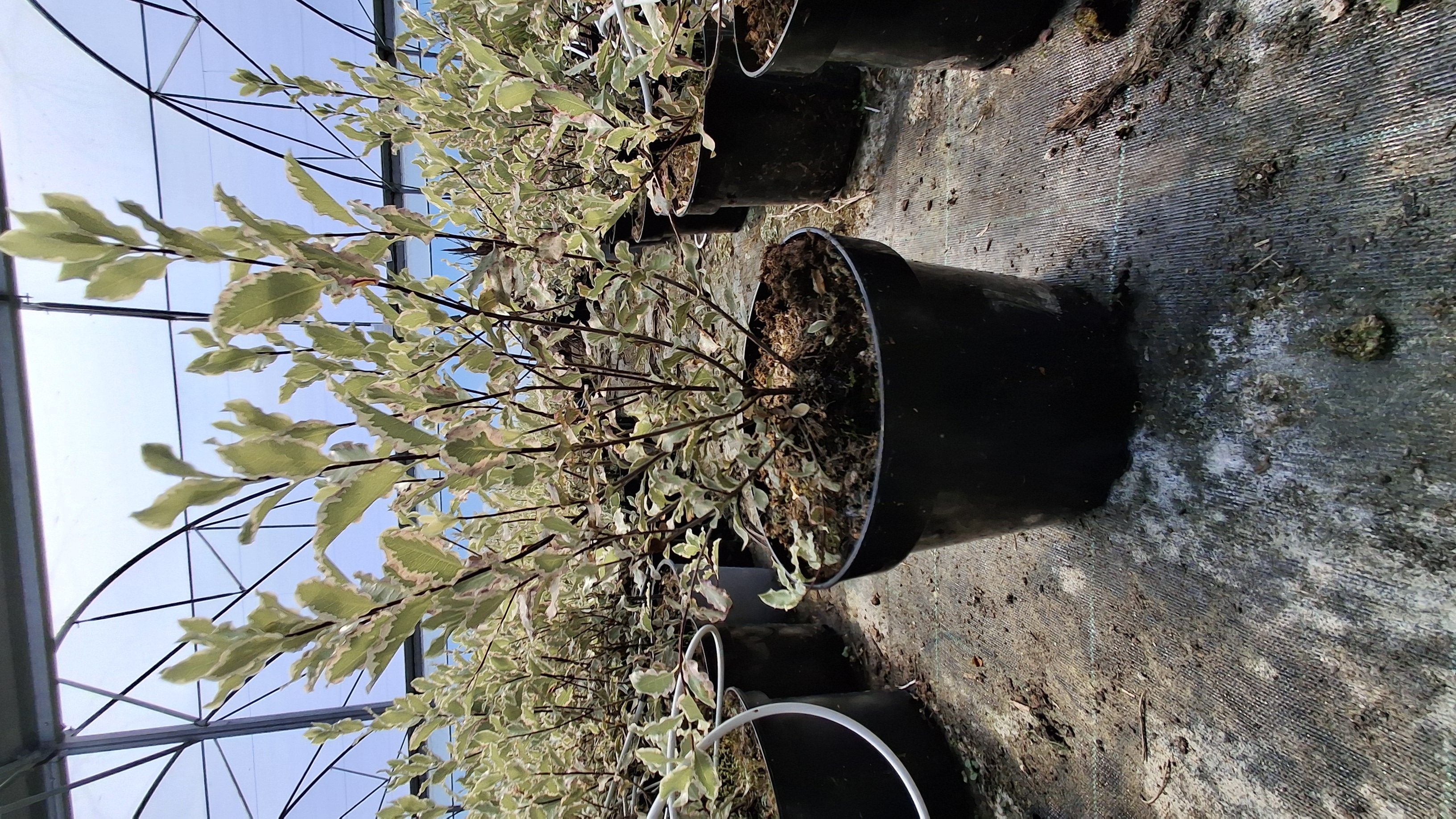 Pittosporum tenuifolium 'Elisabeth' en pot de 3 litres
