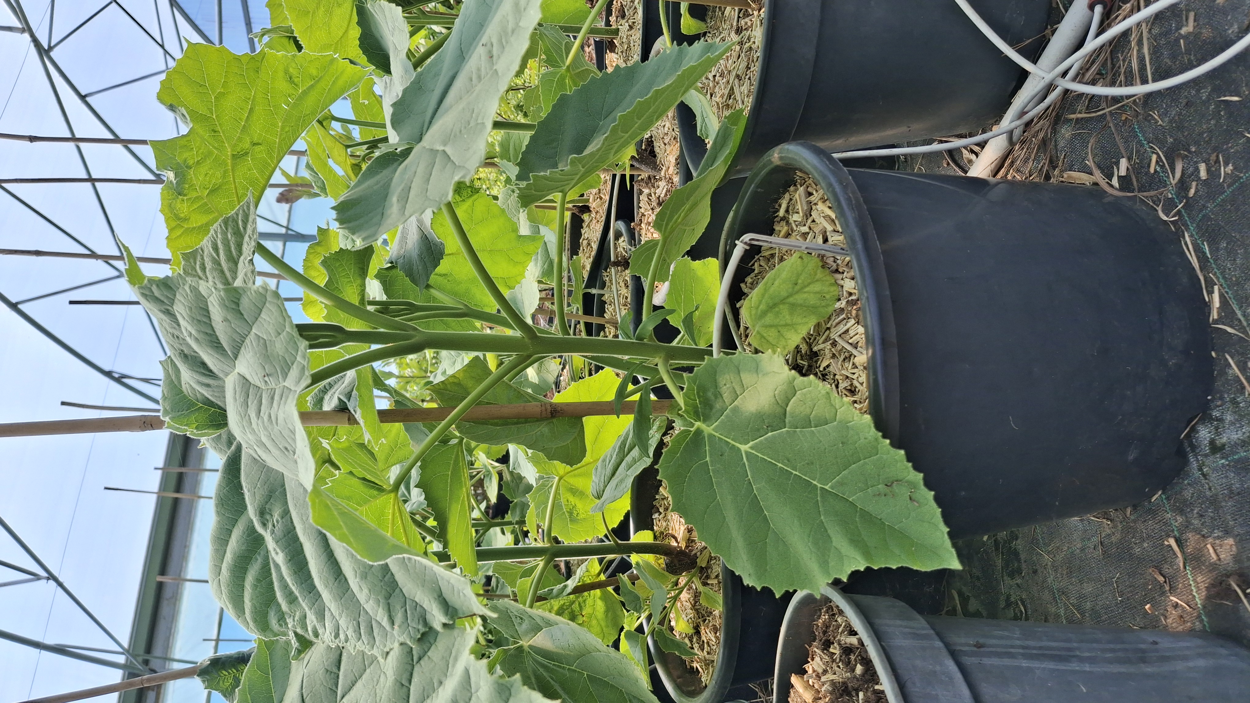 Paulownia tomentosa en pot de 15 litres