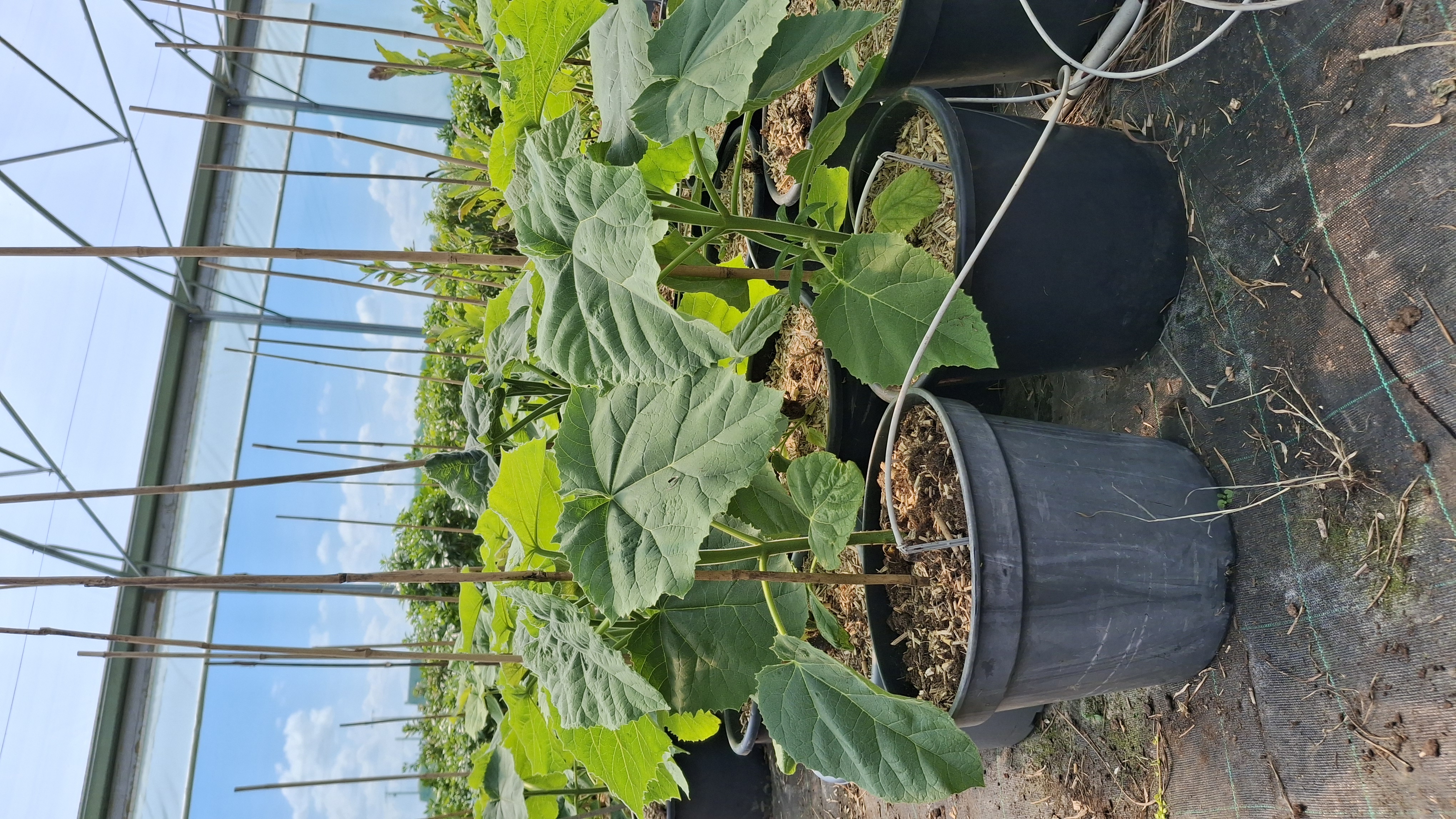 Paulownia tomentosa en pot de 15 litres