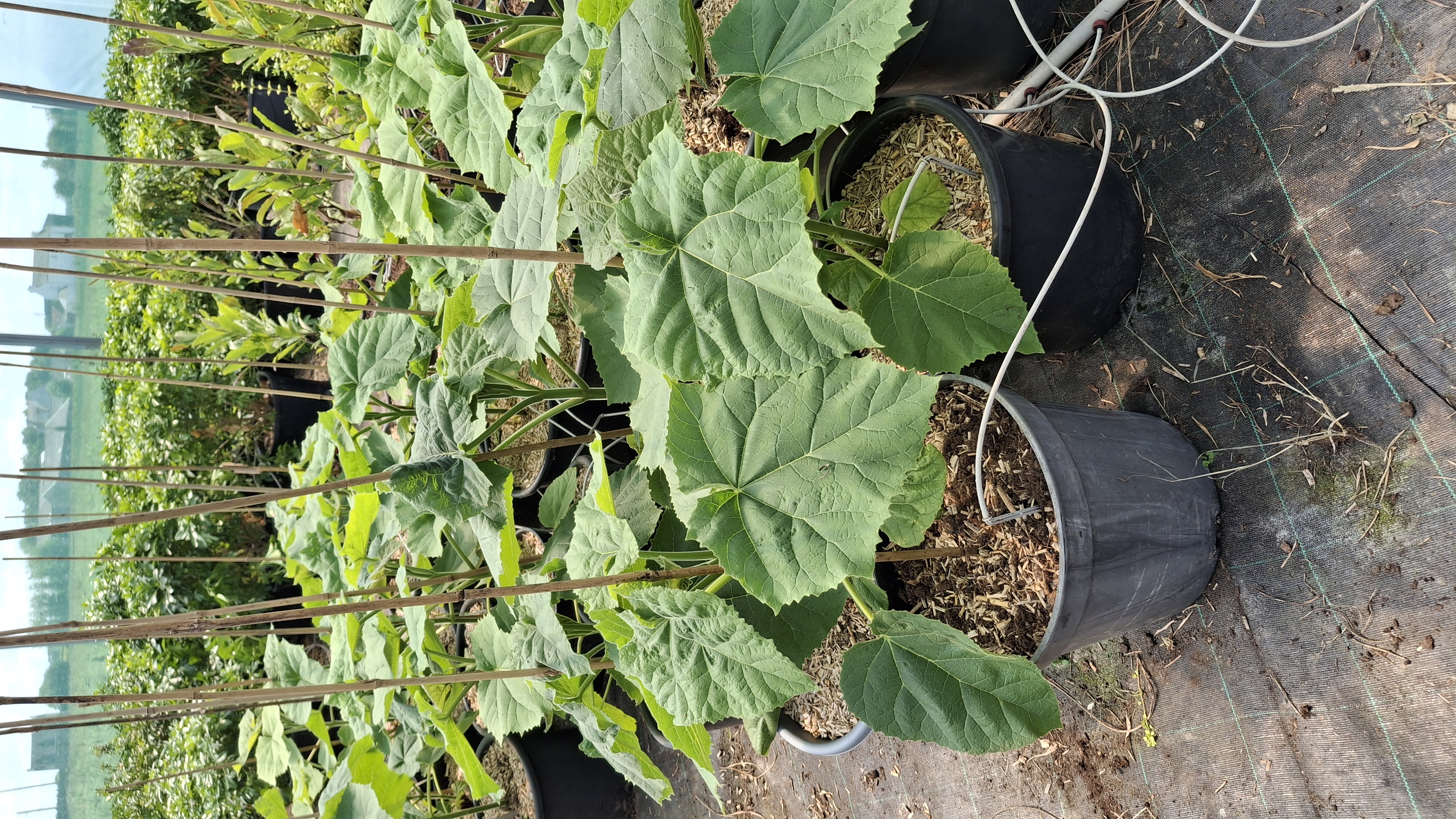 Paulownia tomentosa en pot de 15 litres