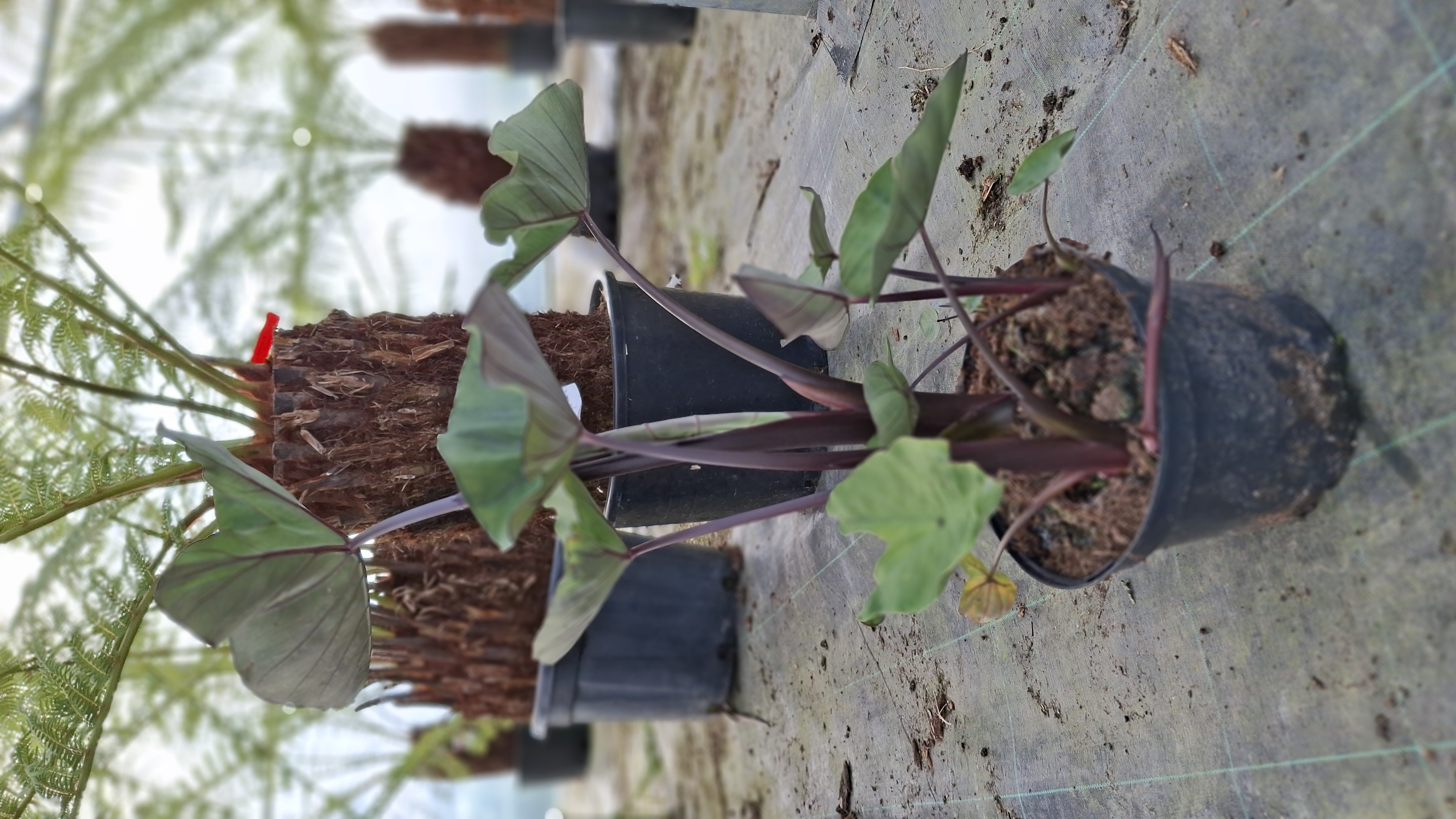 Colocasia esculenta 'Madeira' en pot de 3 litres