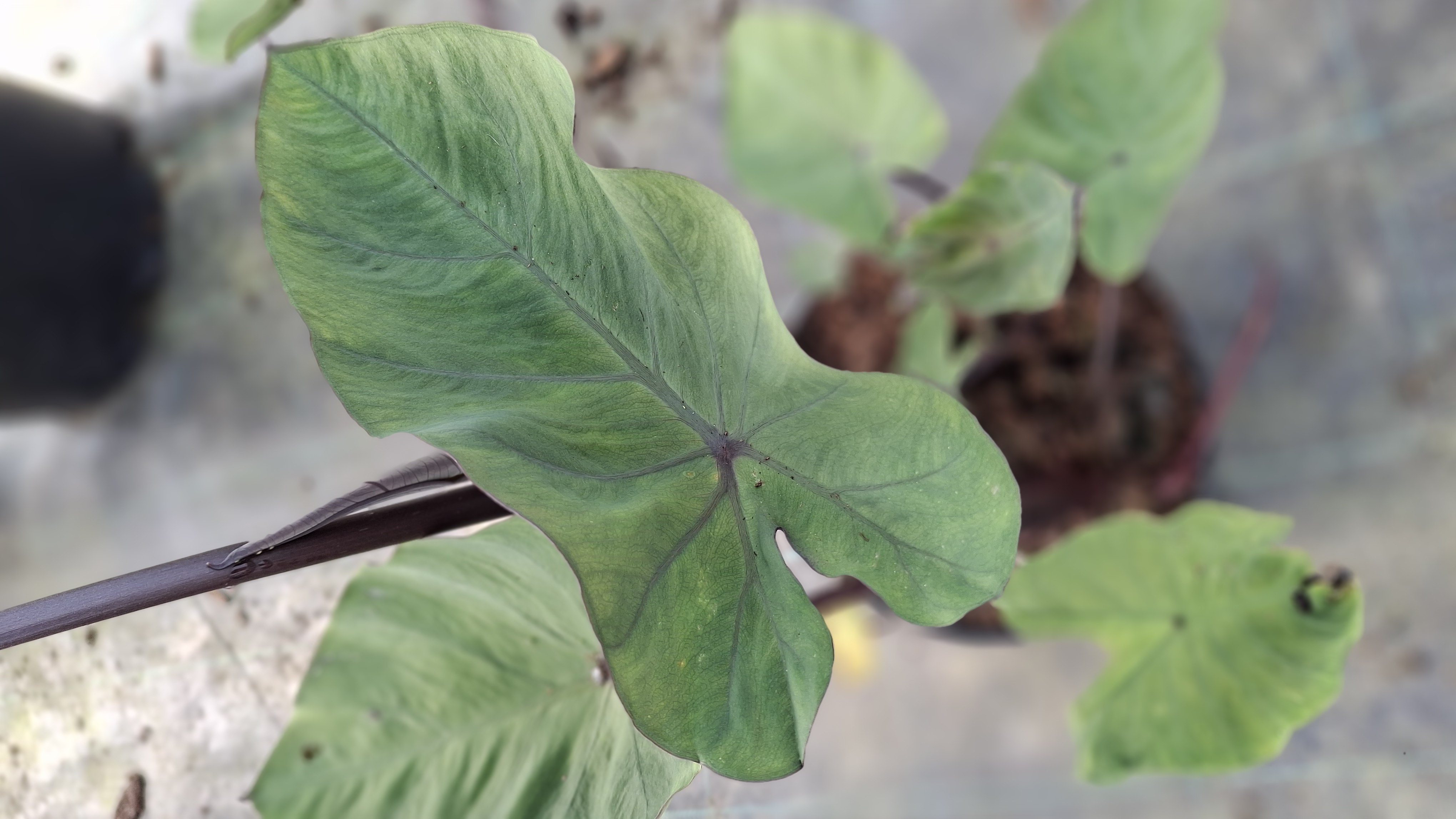 Colocasia esculenta 'Madeira' en pot de 3 litres