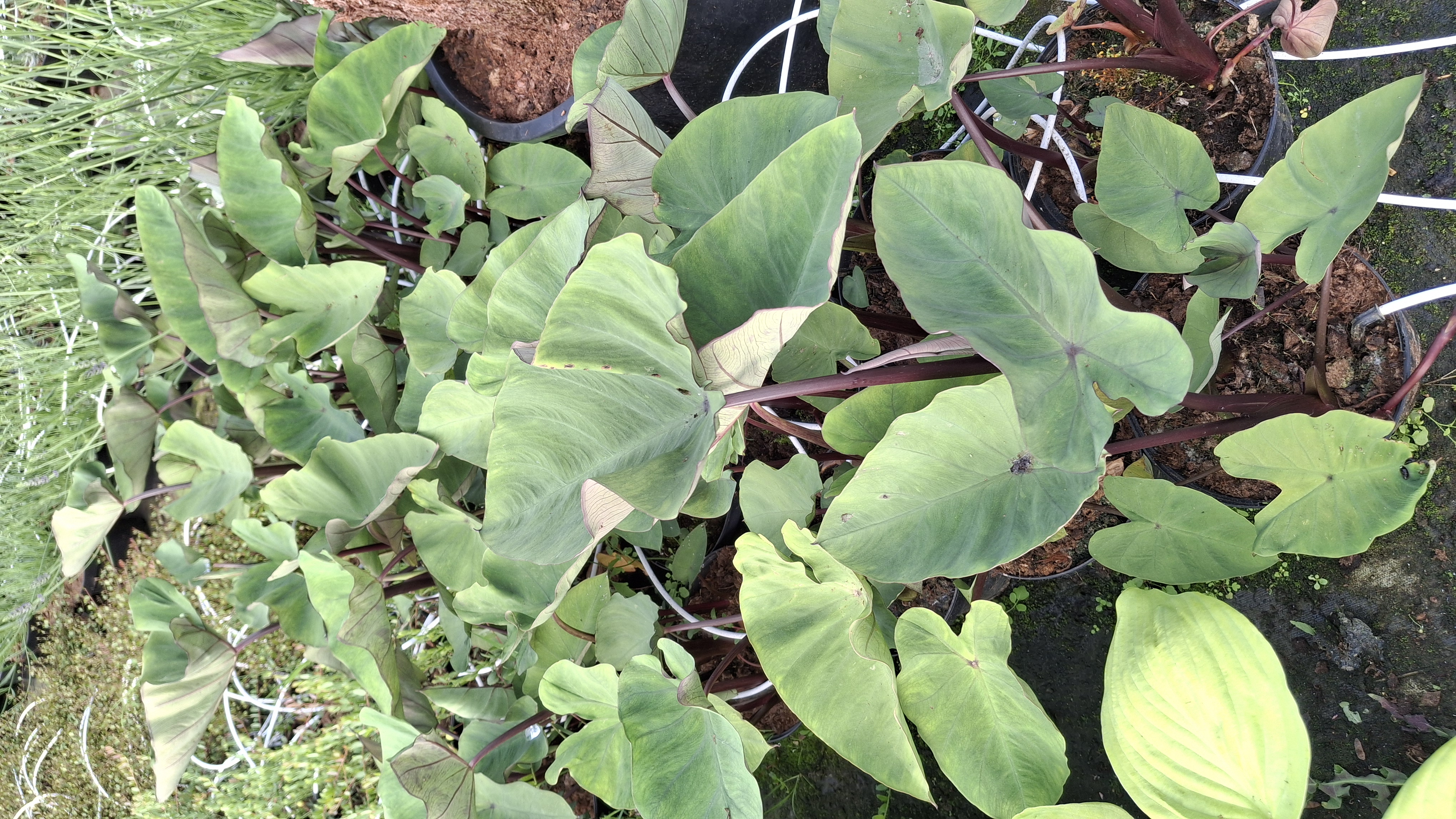 Colocasia esculenta 'Madeira' en pot de 3 litres