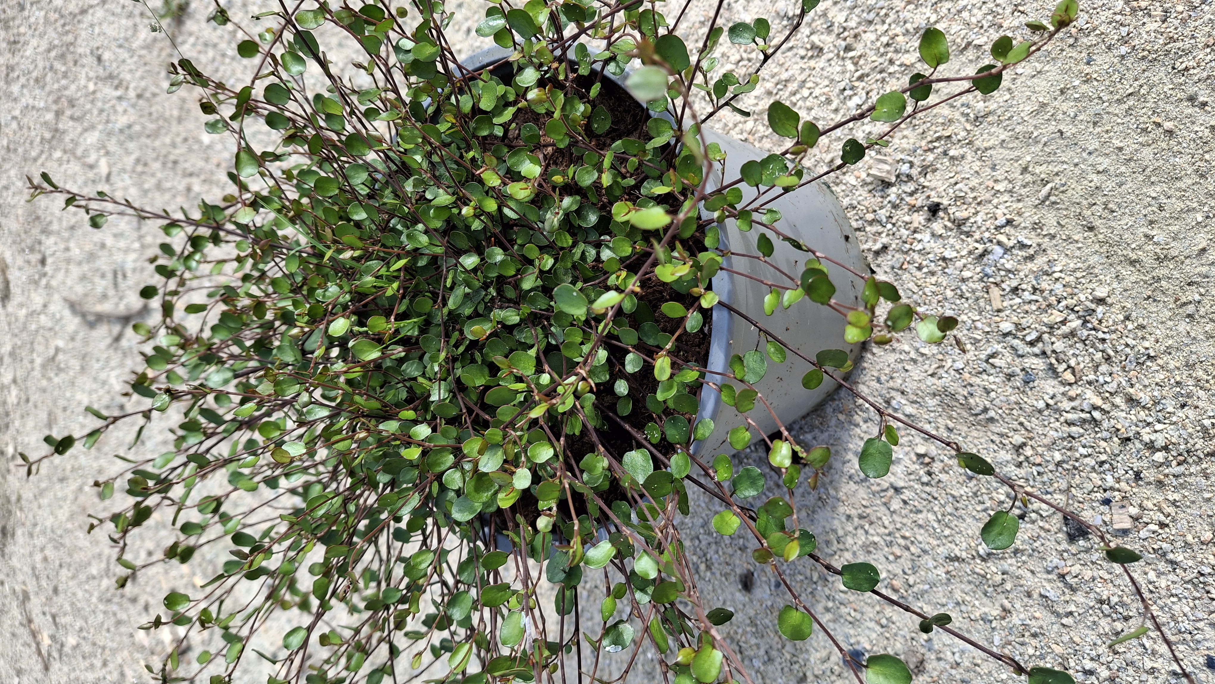 Muehlenbeckia complexa Sealand compact en pot de 3 litres