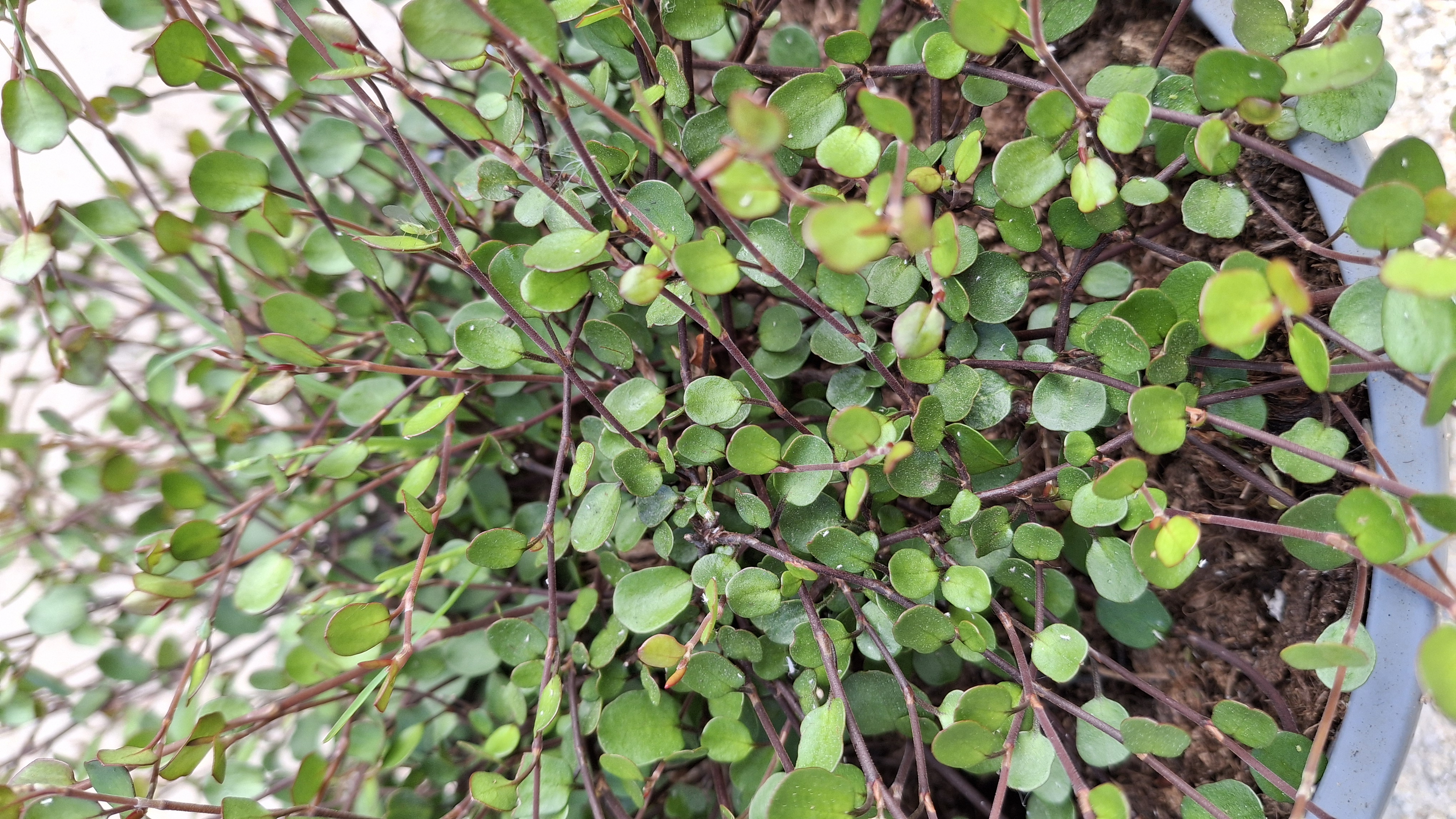 Muehlenbeckia complexa Sealand compact en pot de 3 litres