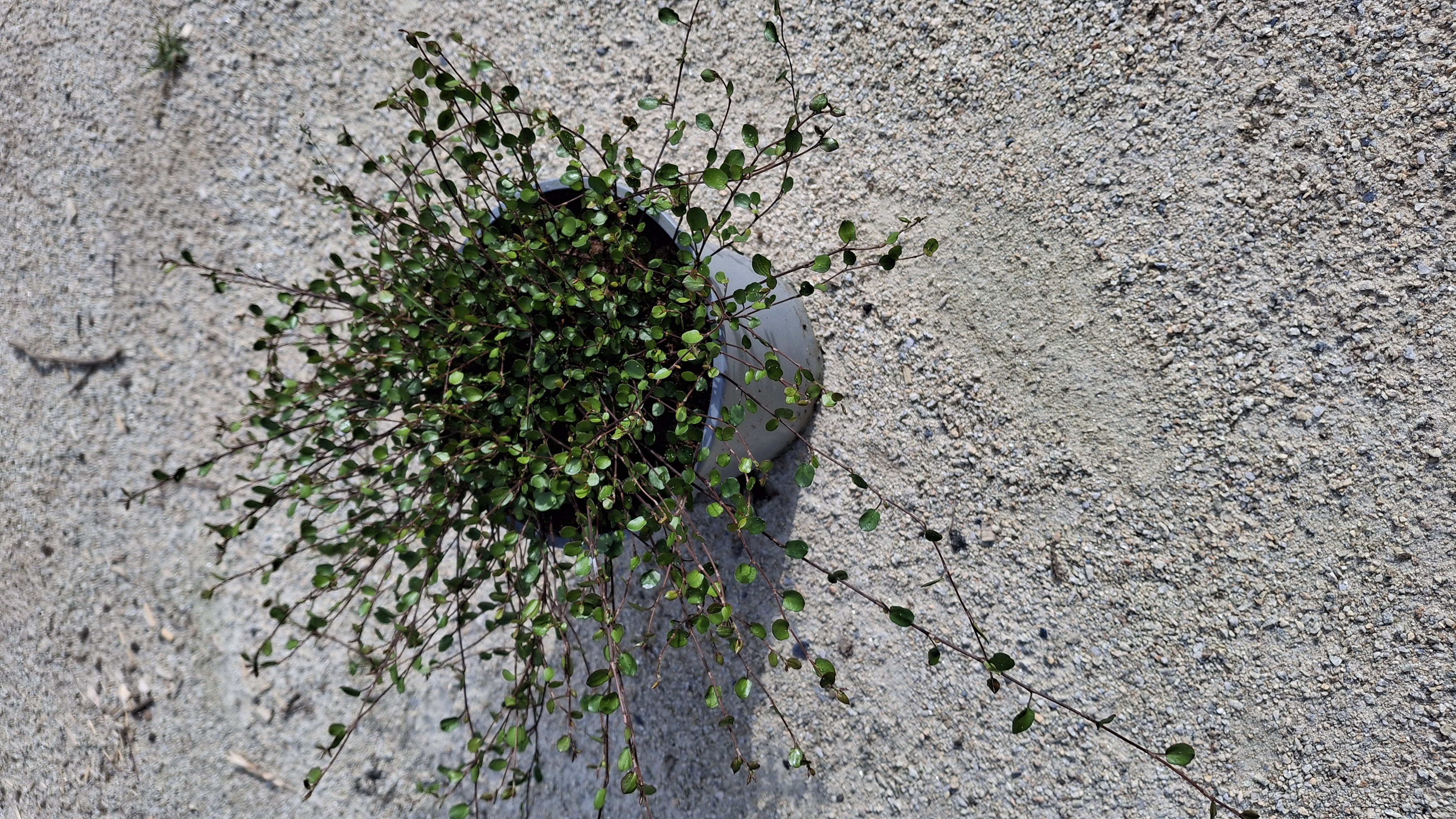 Muehlenbeckia complexa Sealand compact en pot de 3 litres