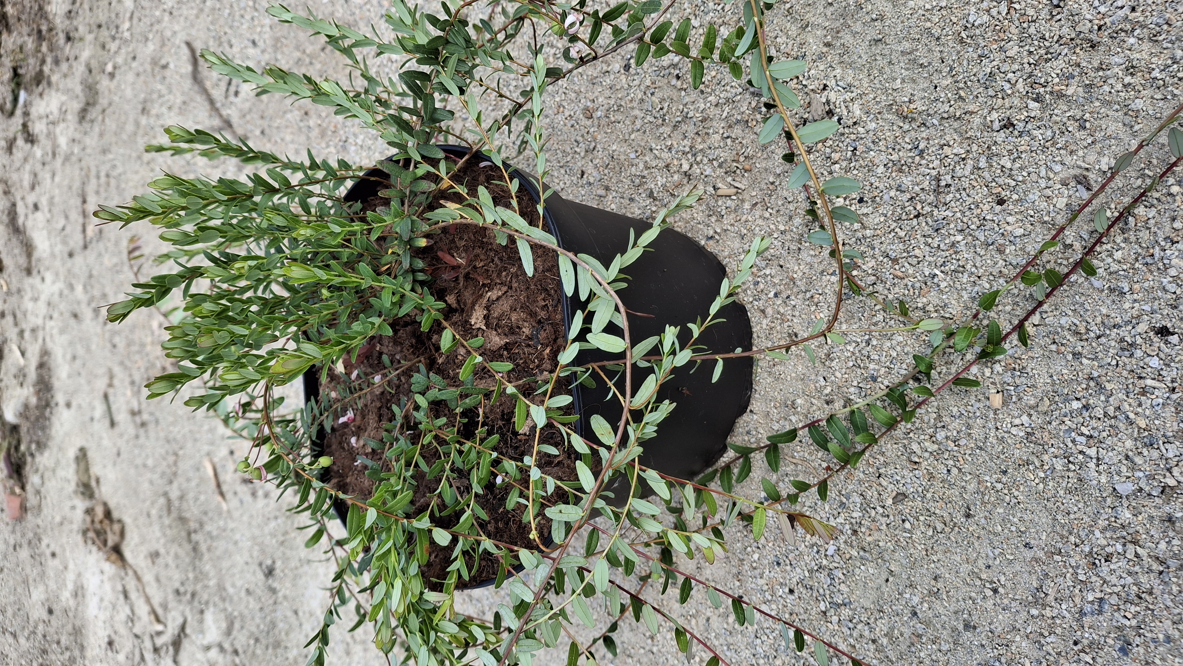 Canneberge 'Pilgrim' en pot de 5 litres