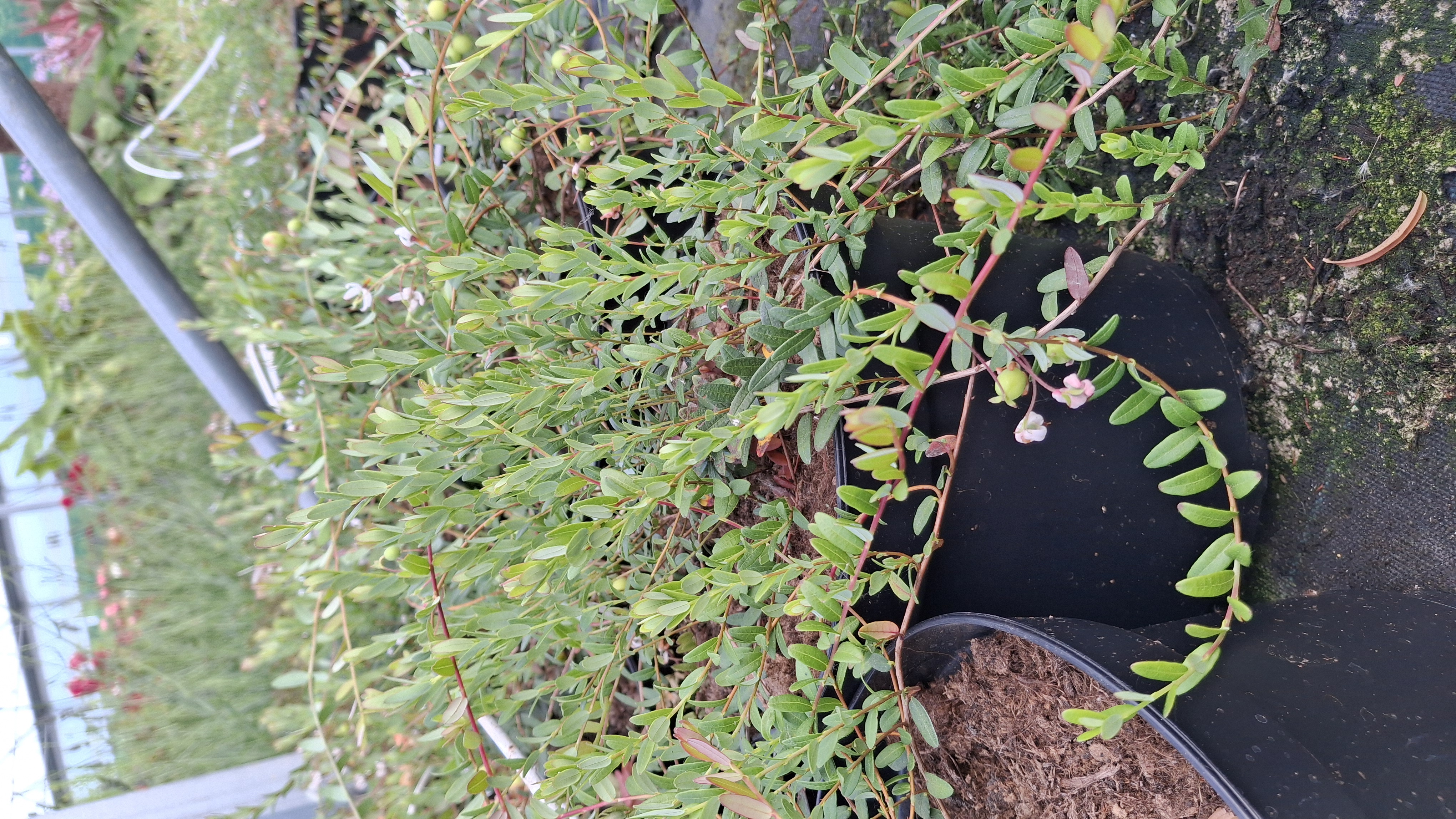 Canneberge 'Pilgrim' en pot de 5 litres