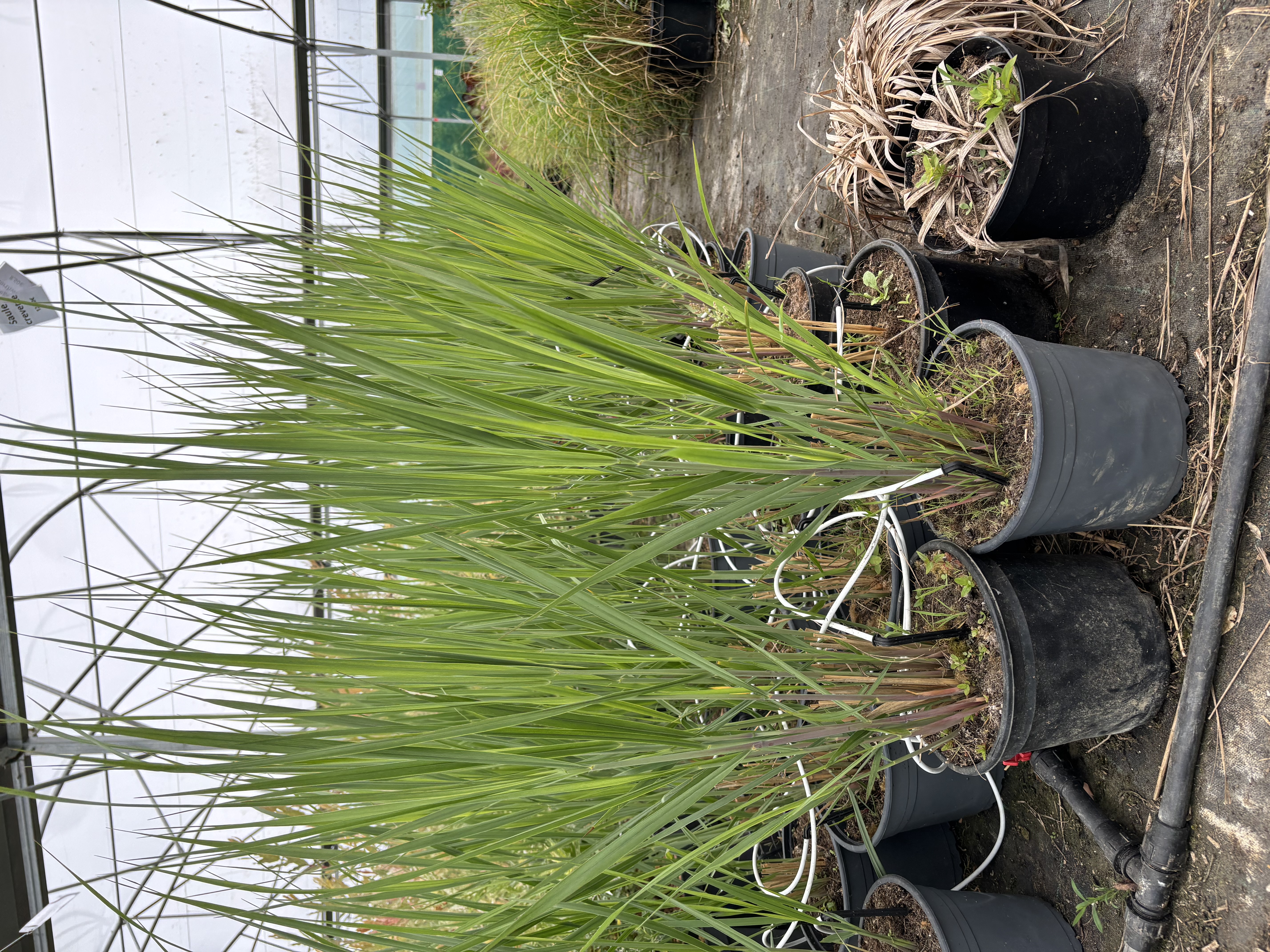 Panicum virgatum 'Northwind' en pot de 4L