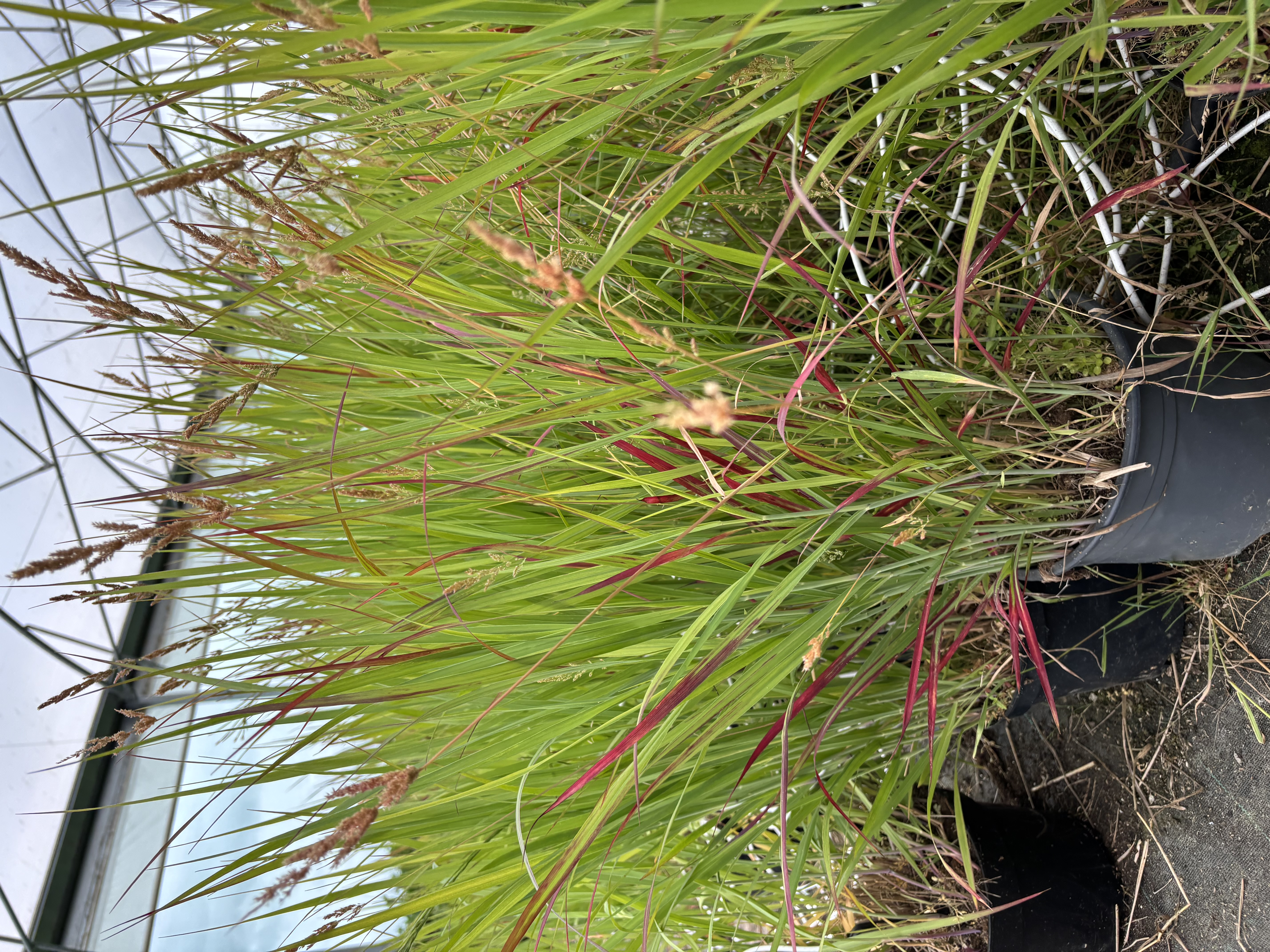 Panicum virgatum 'Sangria' en pot de 4L