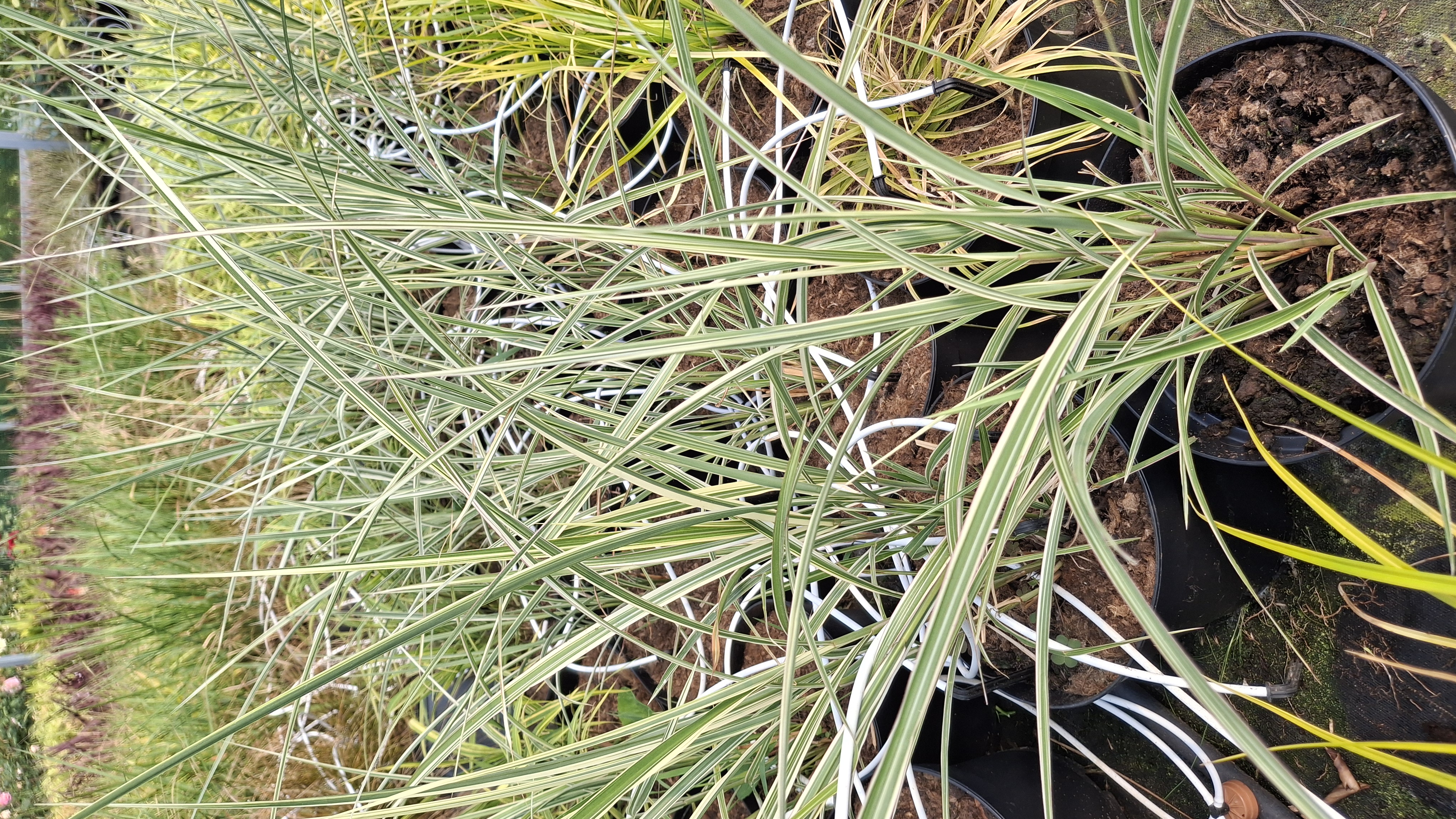 Miscanthus sinensis 'Variegatus'