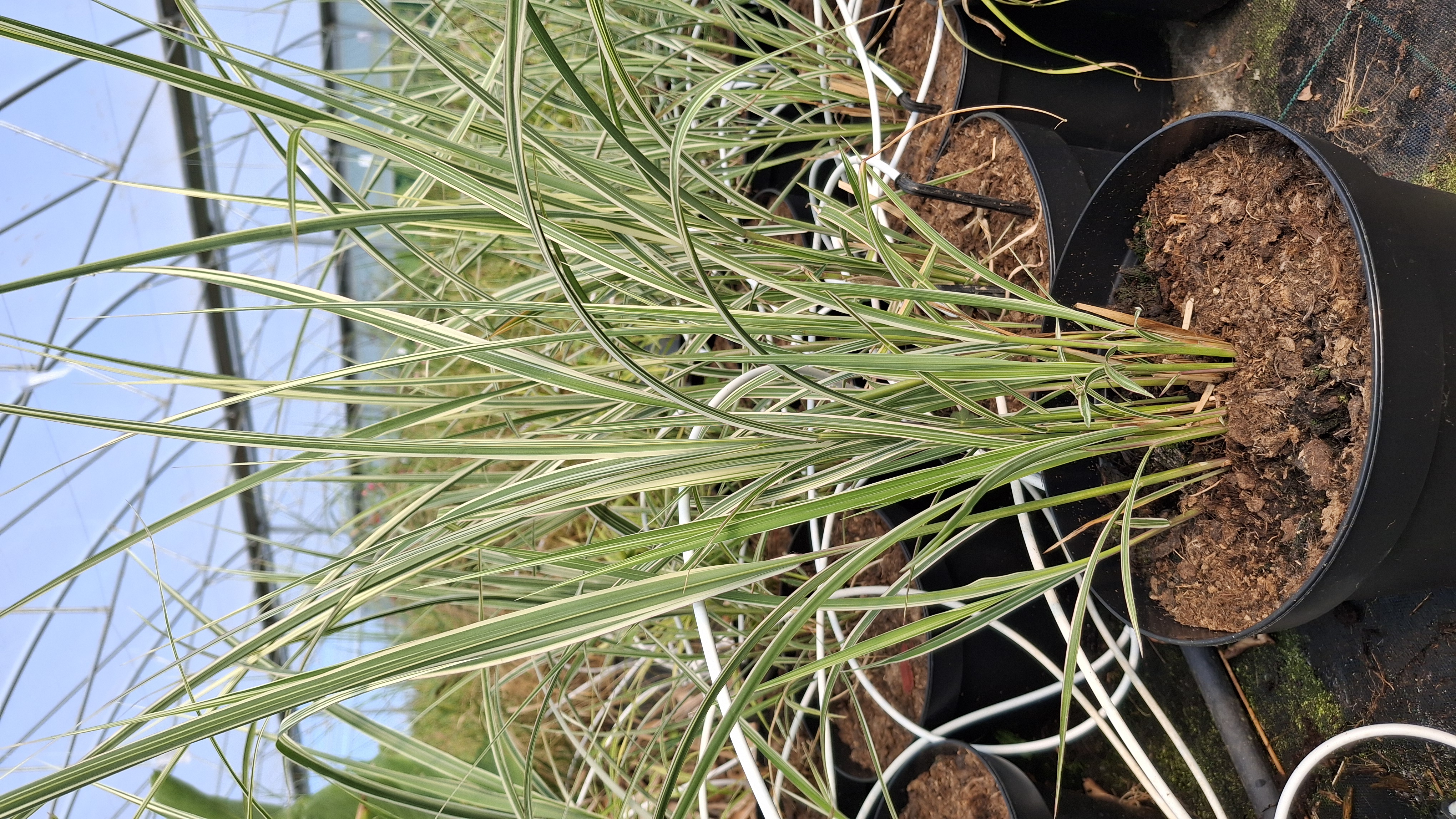 Miscanthus sinensis 'Variegatus'