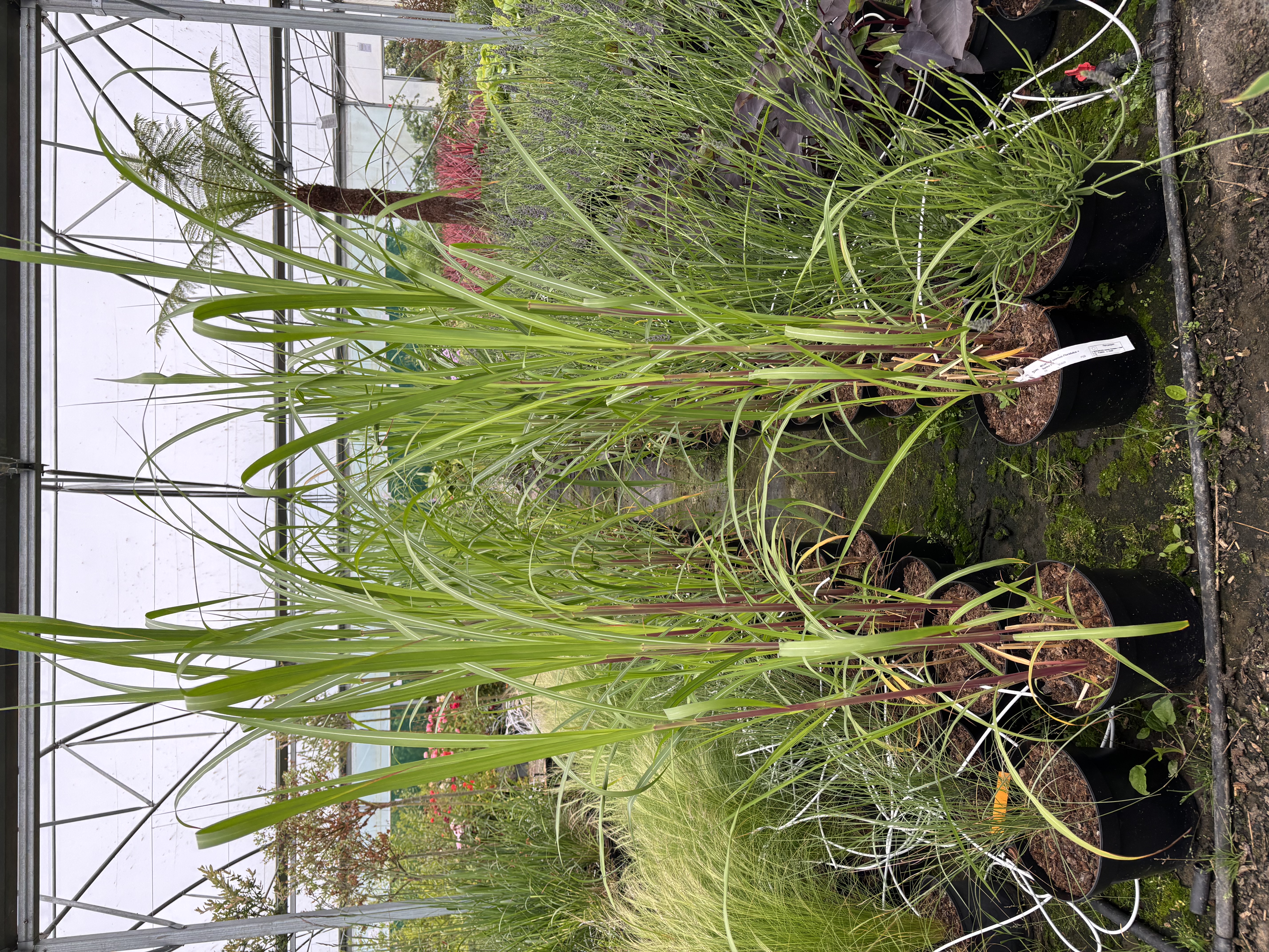 Miscanthus sinensis 'Floridulus'