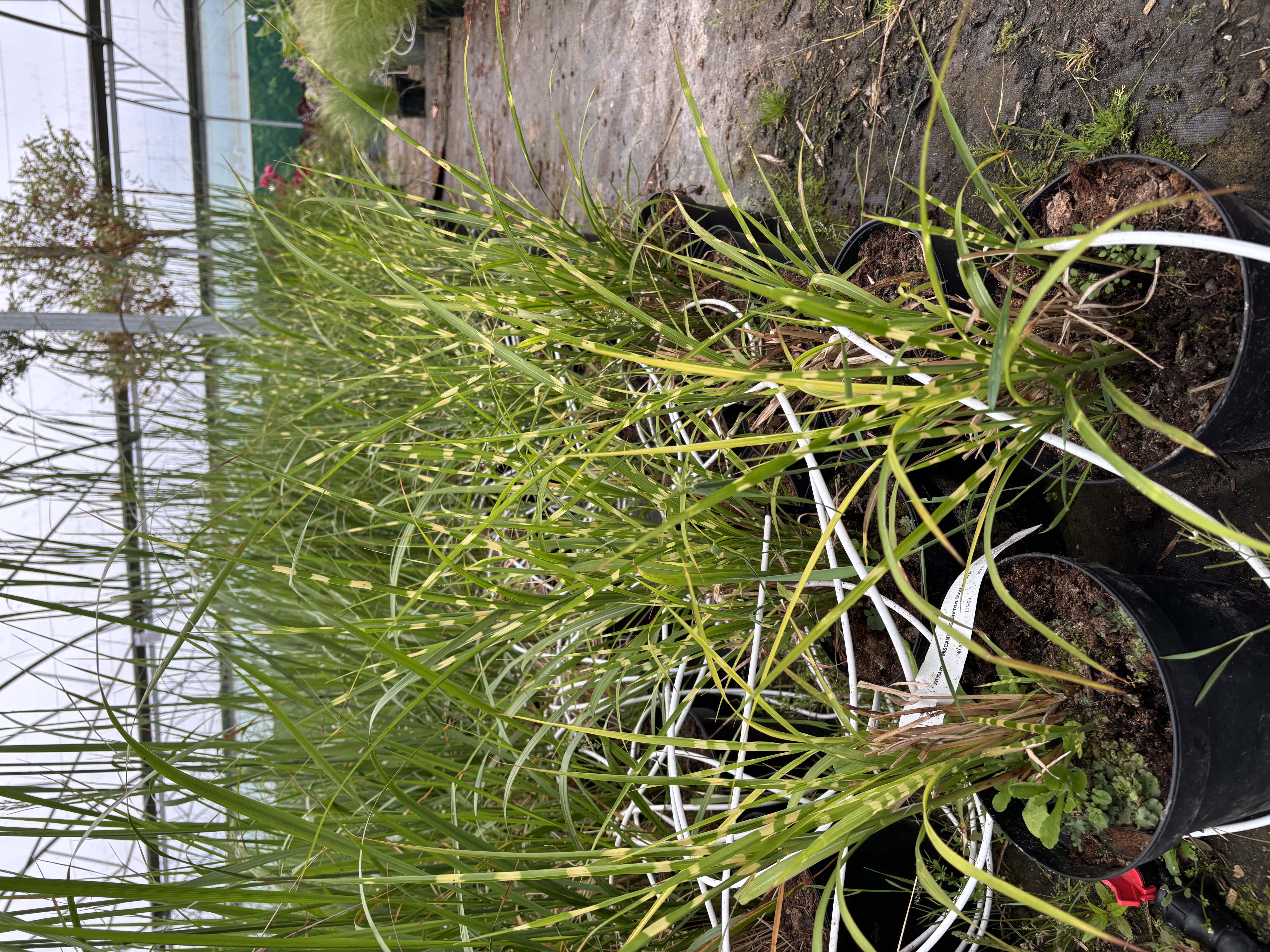 Miscanthus sinensis 'Strictus'