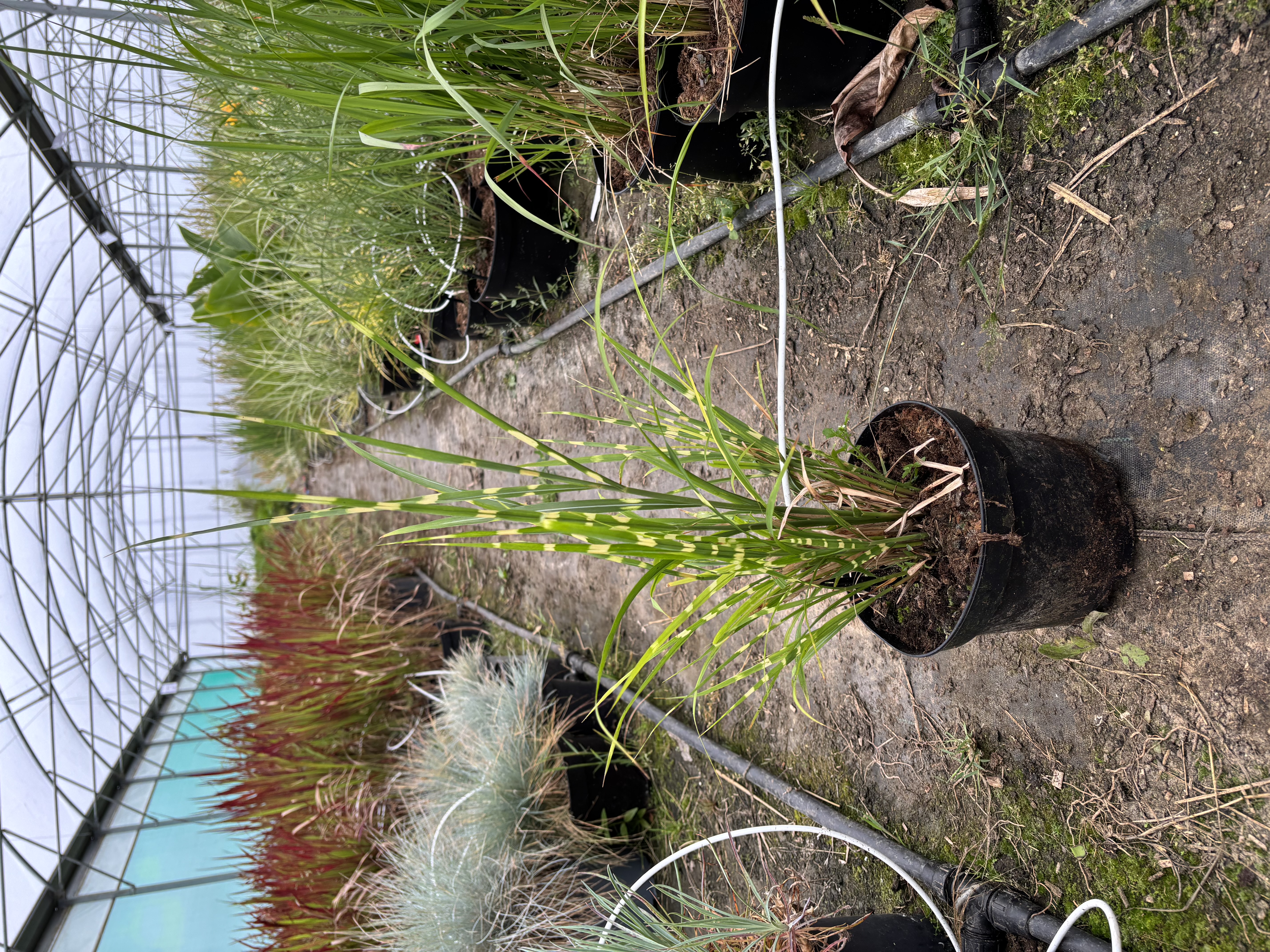 Miscanthus sinensis 'Strictus'