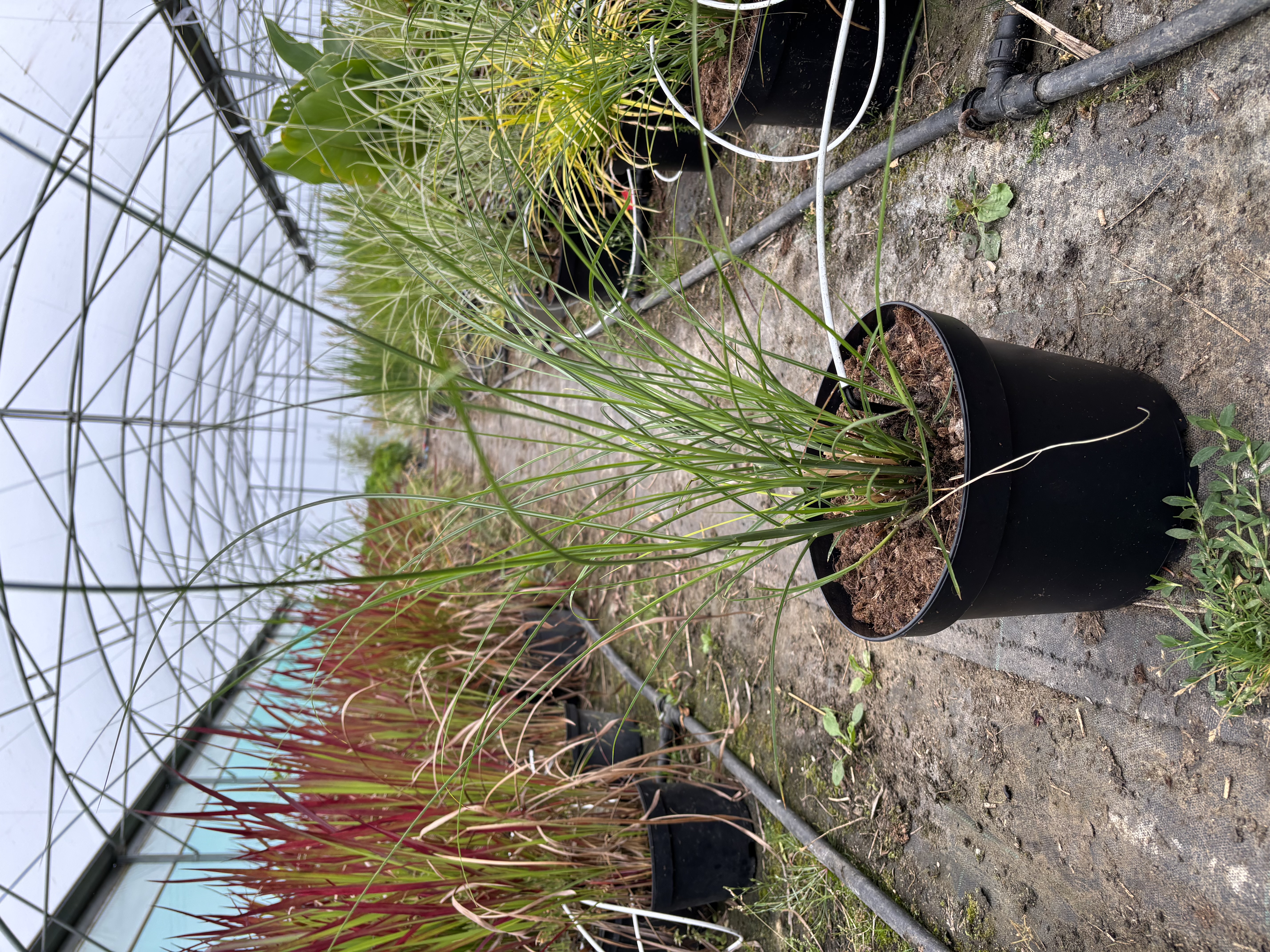 Miscanthus sinensis 'Gracillimus'