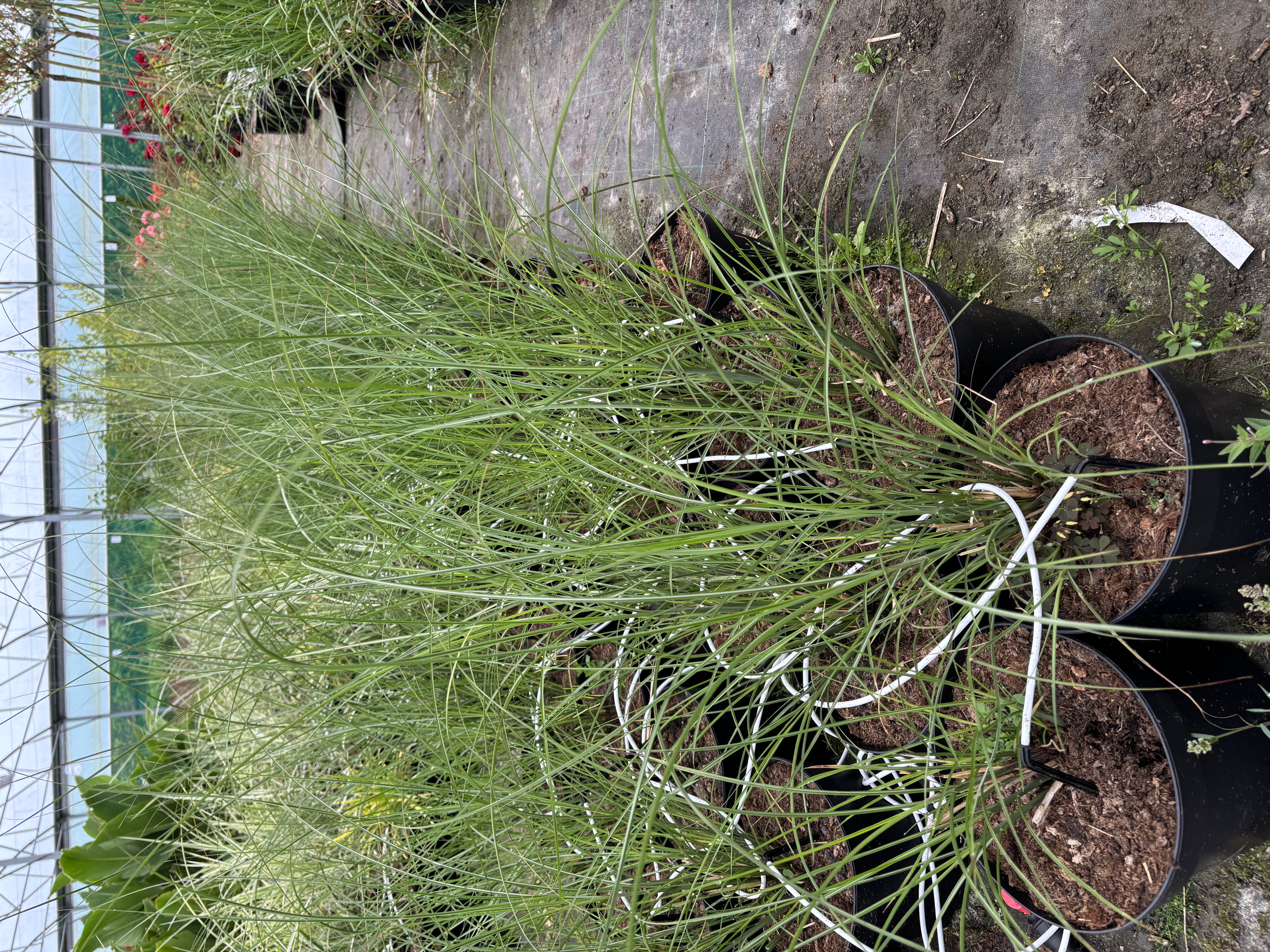 Miscanthus sinensis 'Gracillimus'