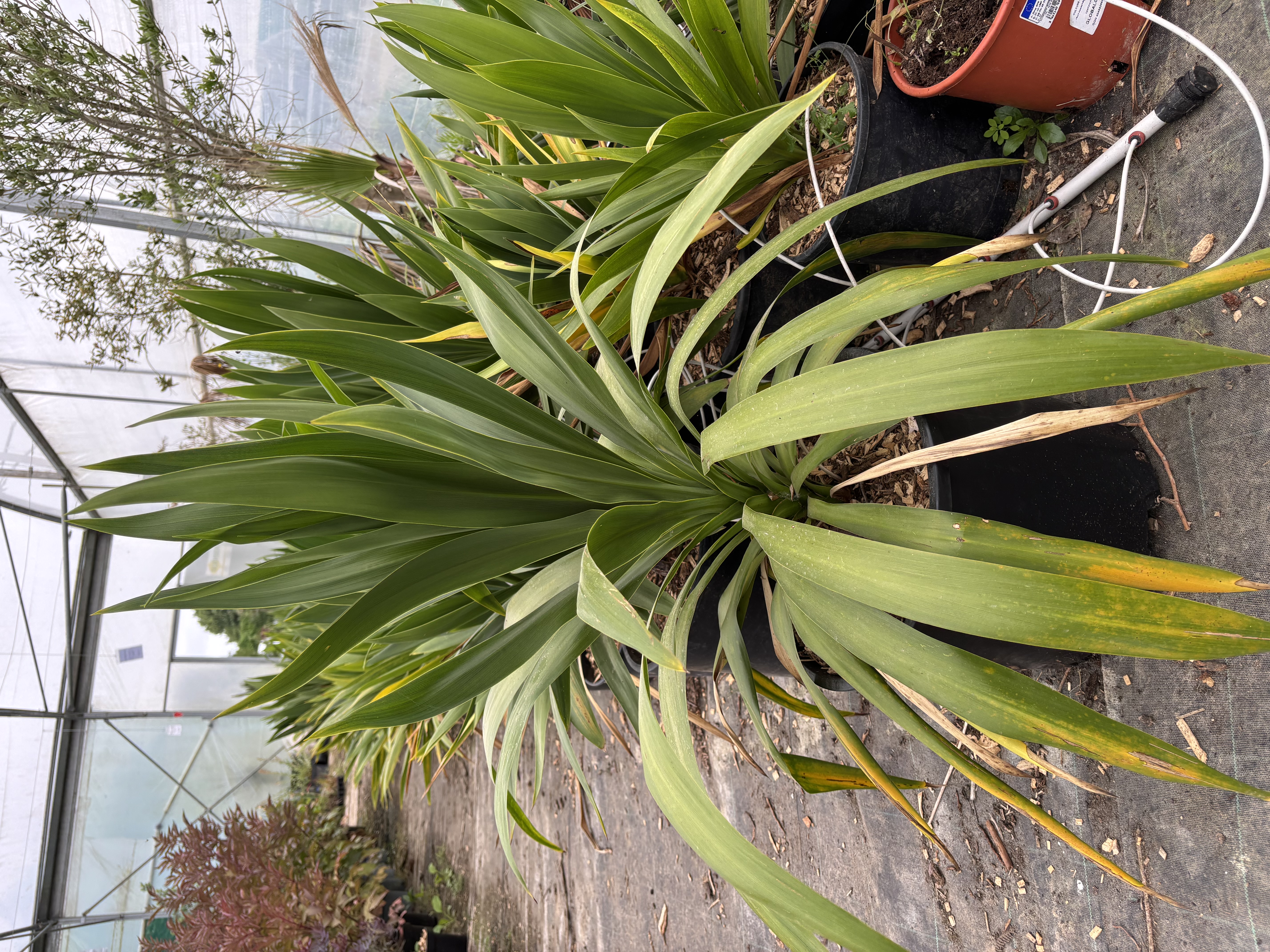 Cordyline emerald star