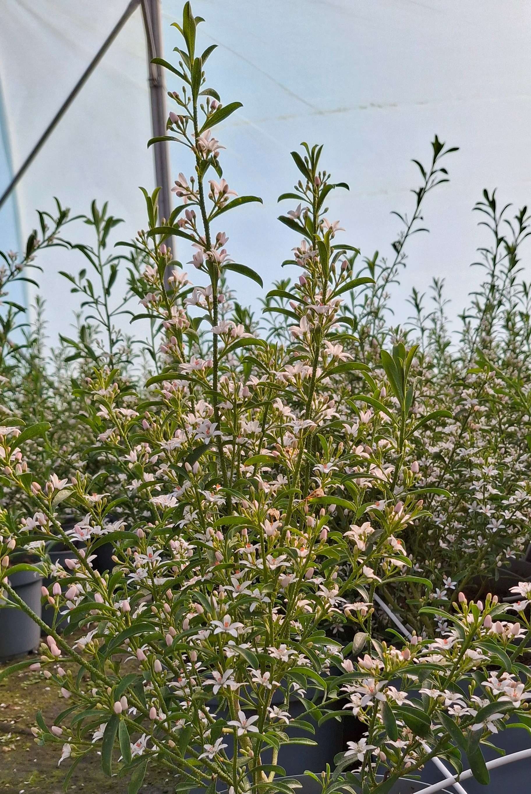 Eriostemon myoporoides en pot de 5 litres