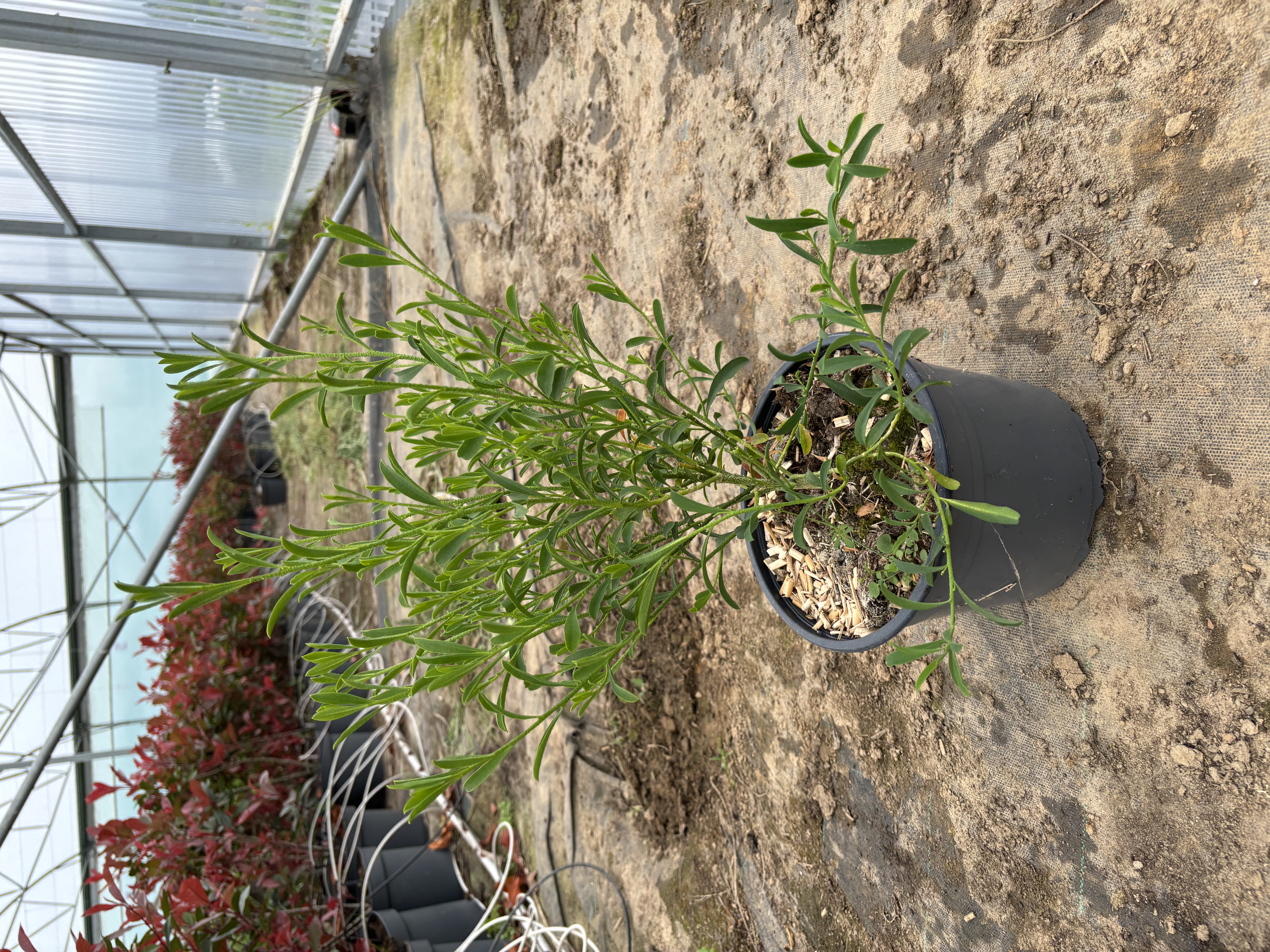 Eriostemon myoporoides en pot de 5 litres