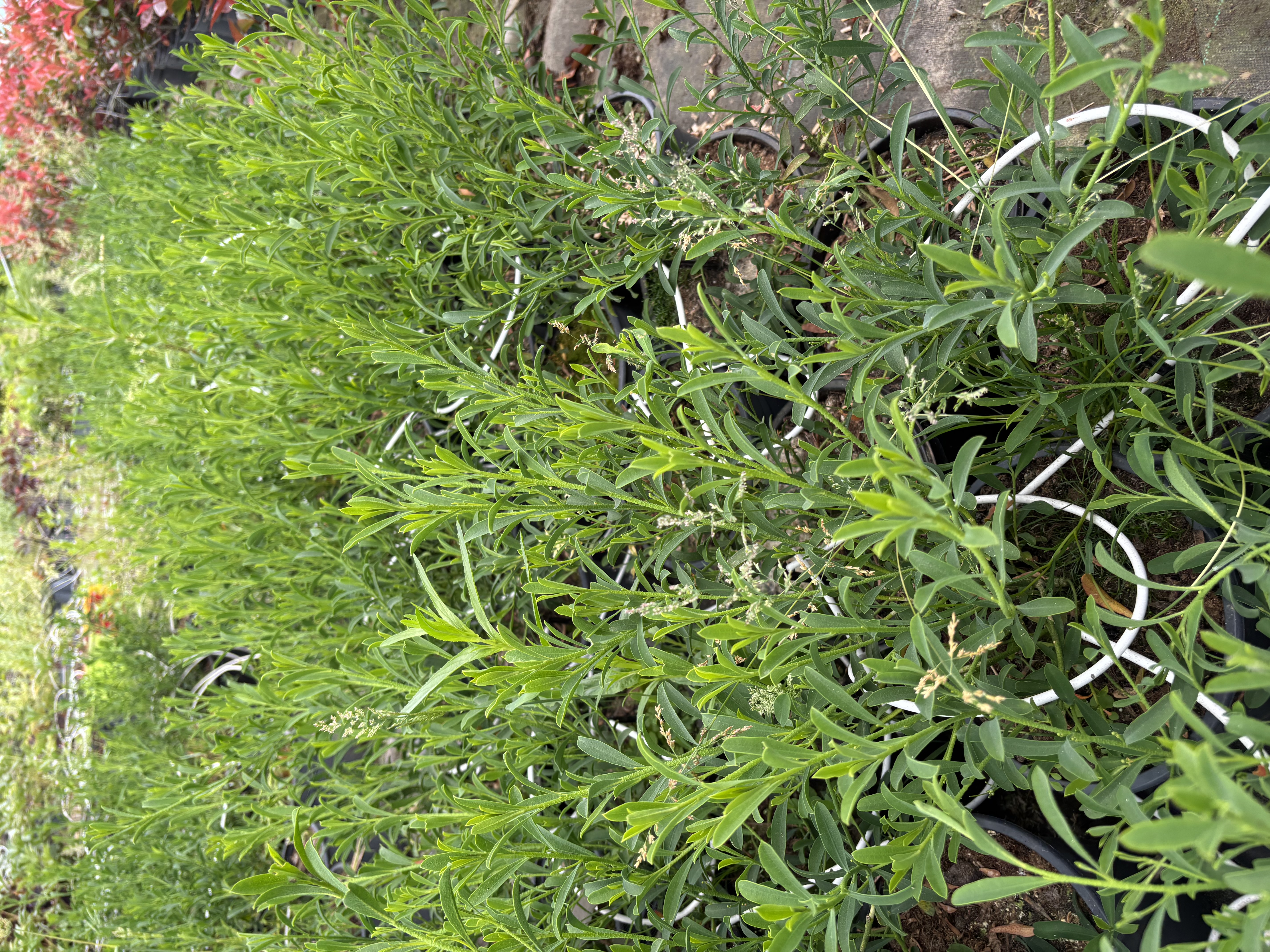 Eriostemon myoporoides en pot de 5 litres
