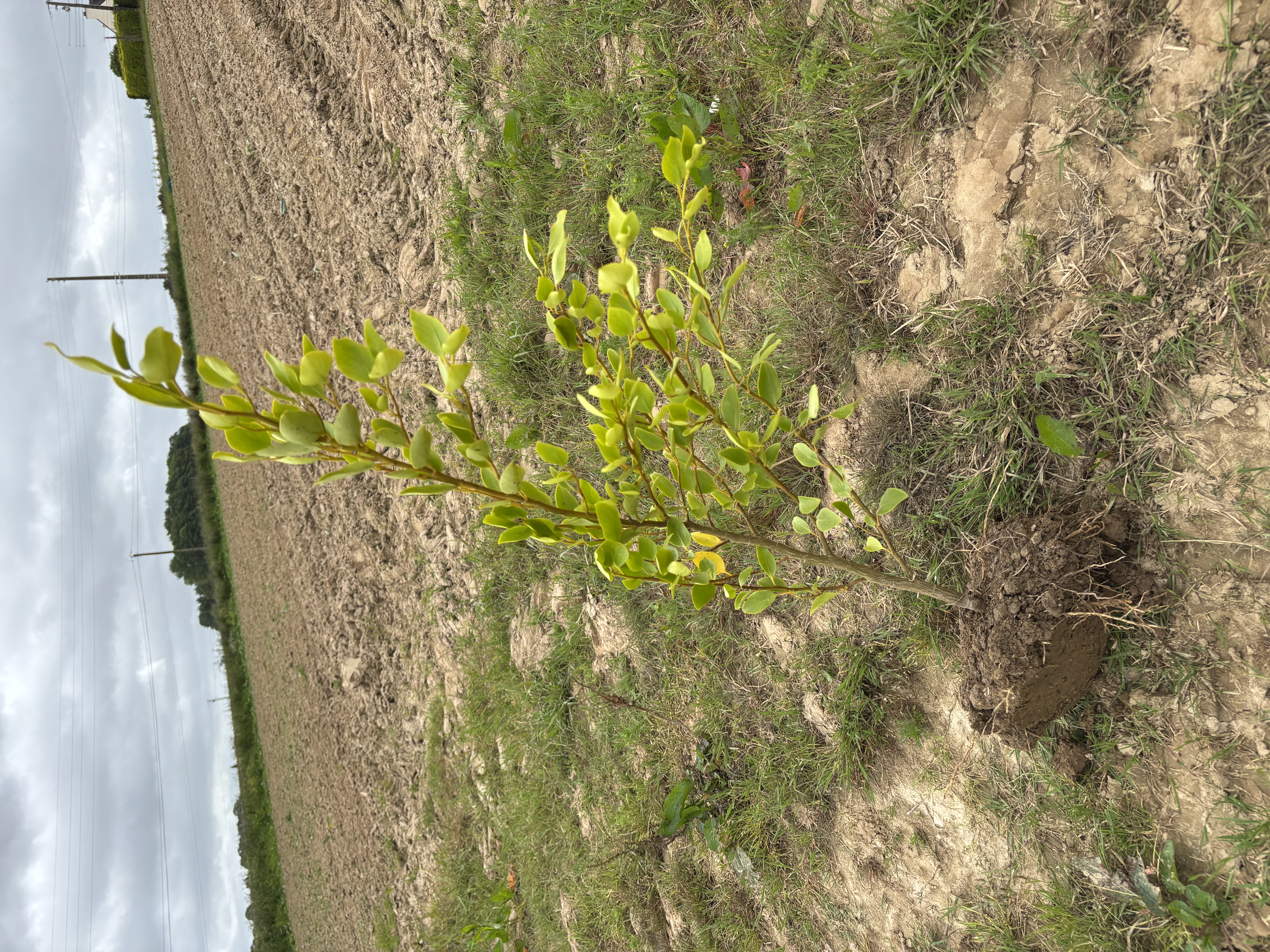 Griseline Littoralis