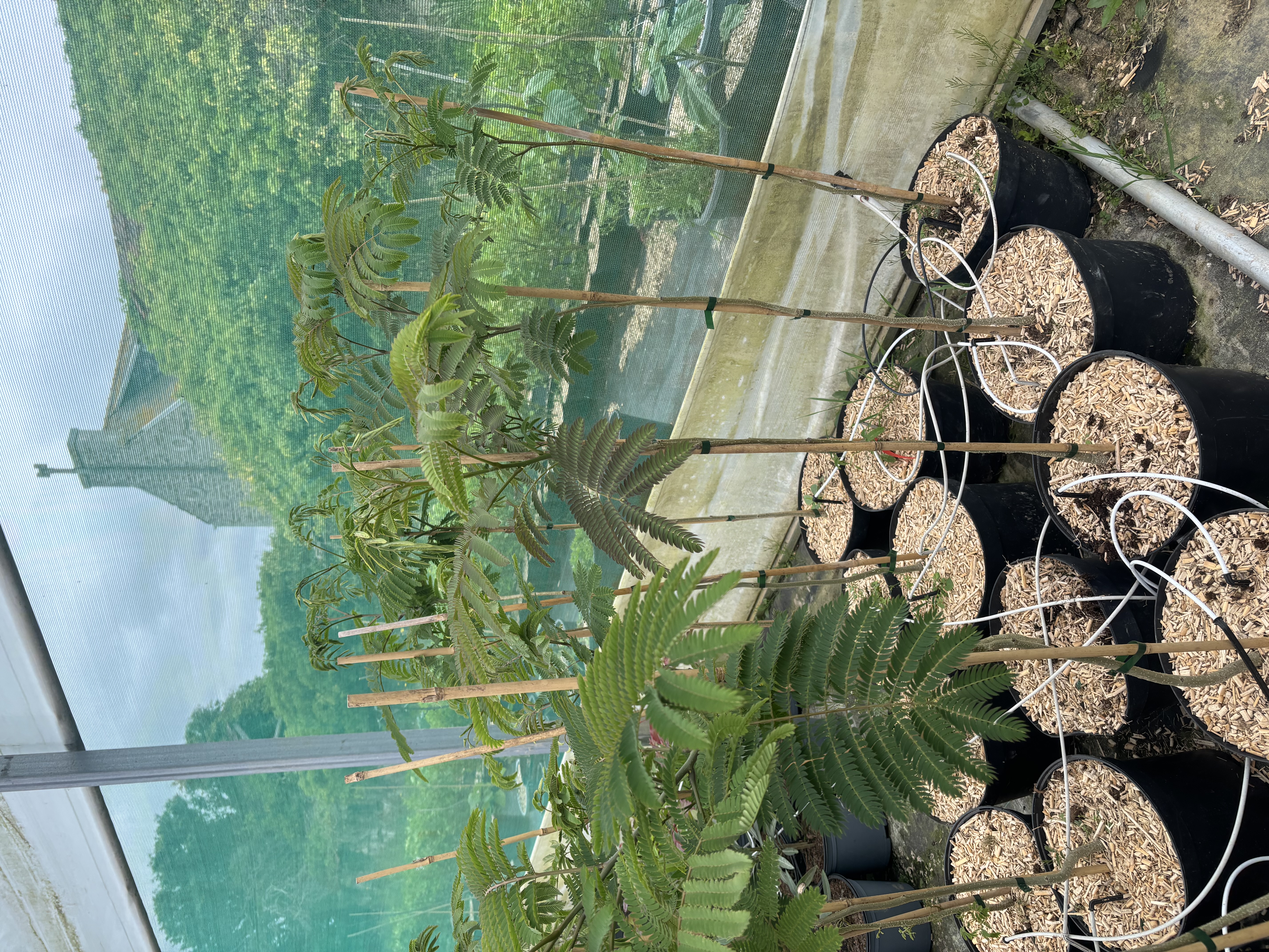 Albizia julibrissin 'Rosea' 