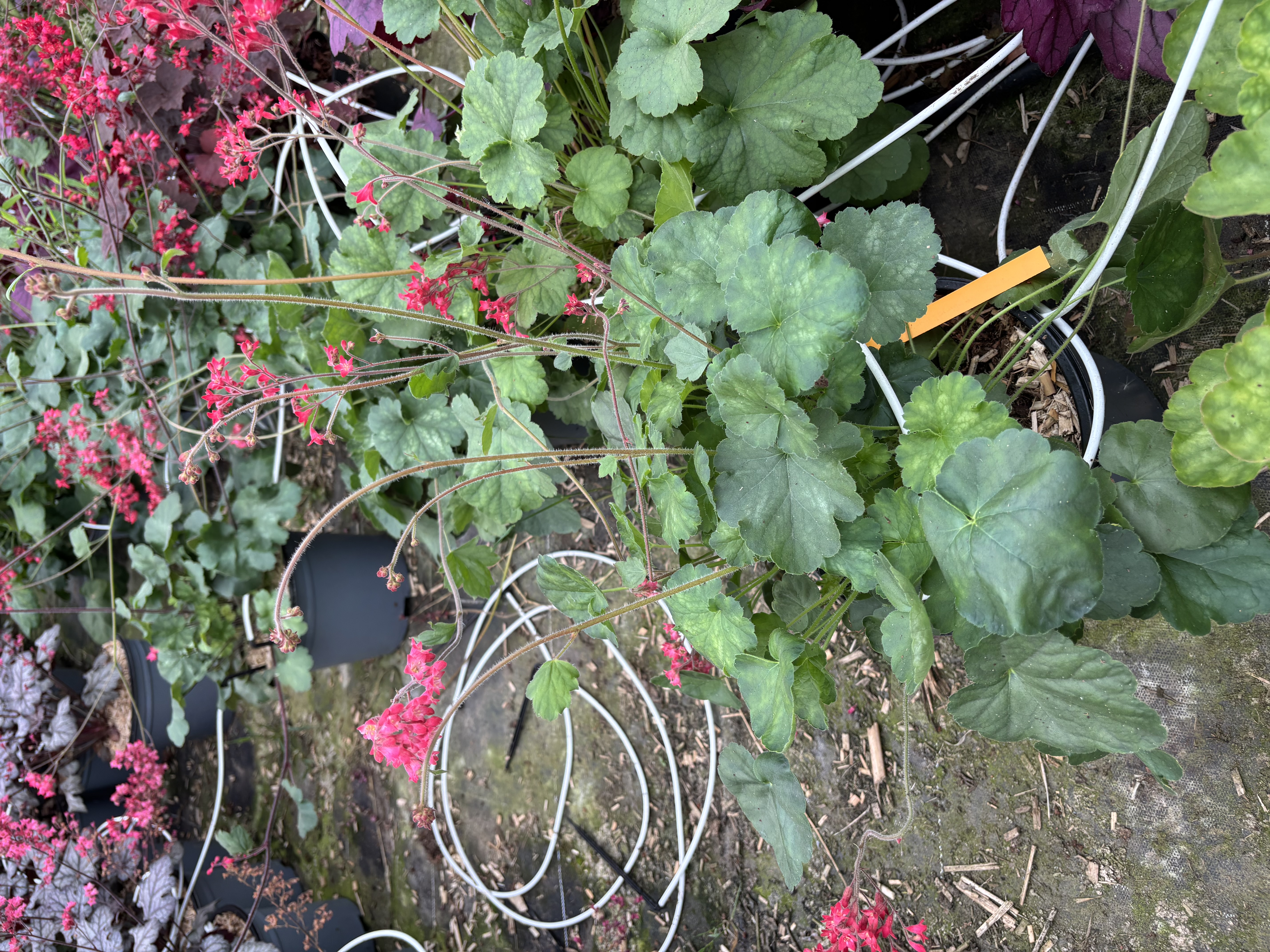 Heuchère en pot de 5 litres