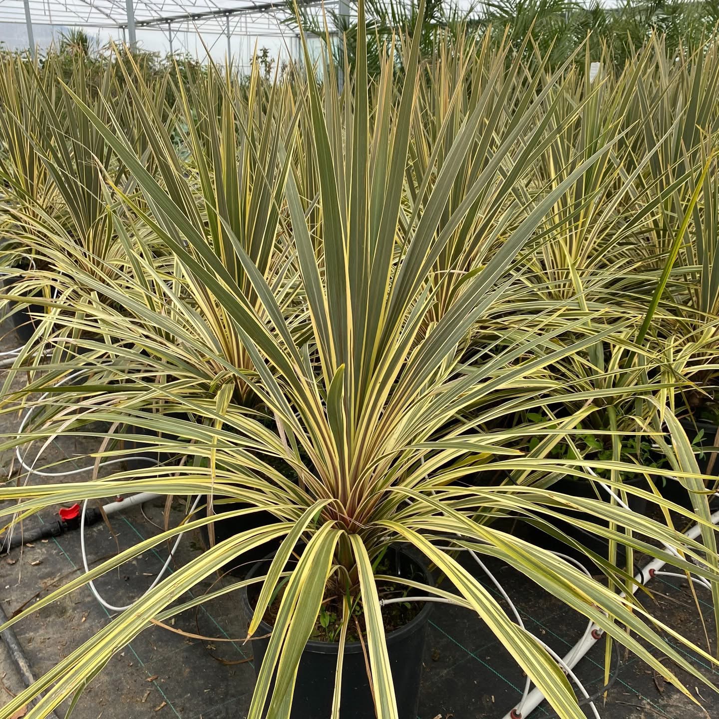 Cordyline Torbay Dazzler en pot de 25 litres