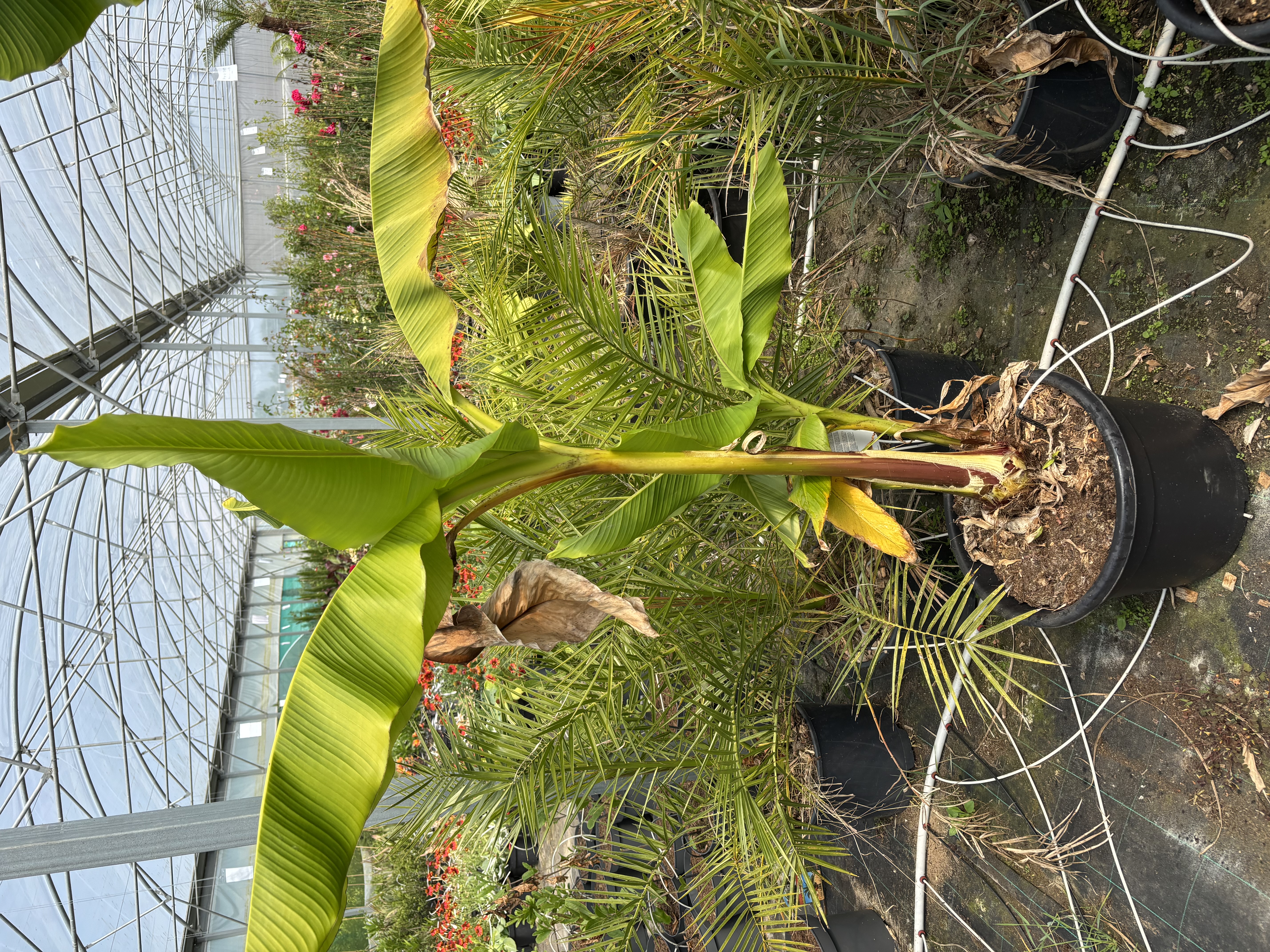 Musa basjoo 'Dajiao' en pot de 25L