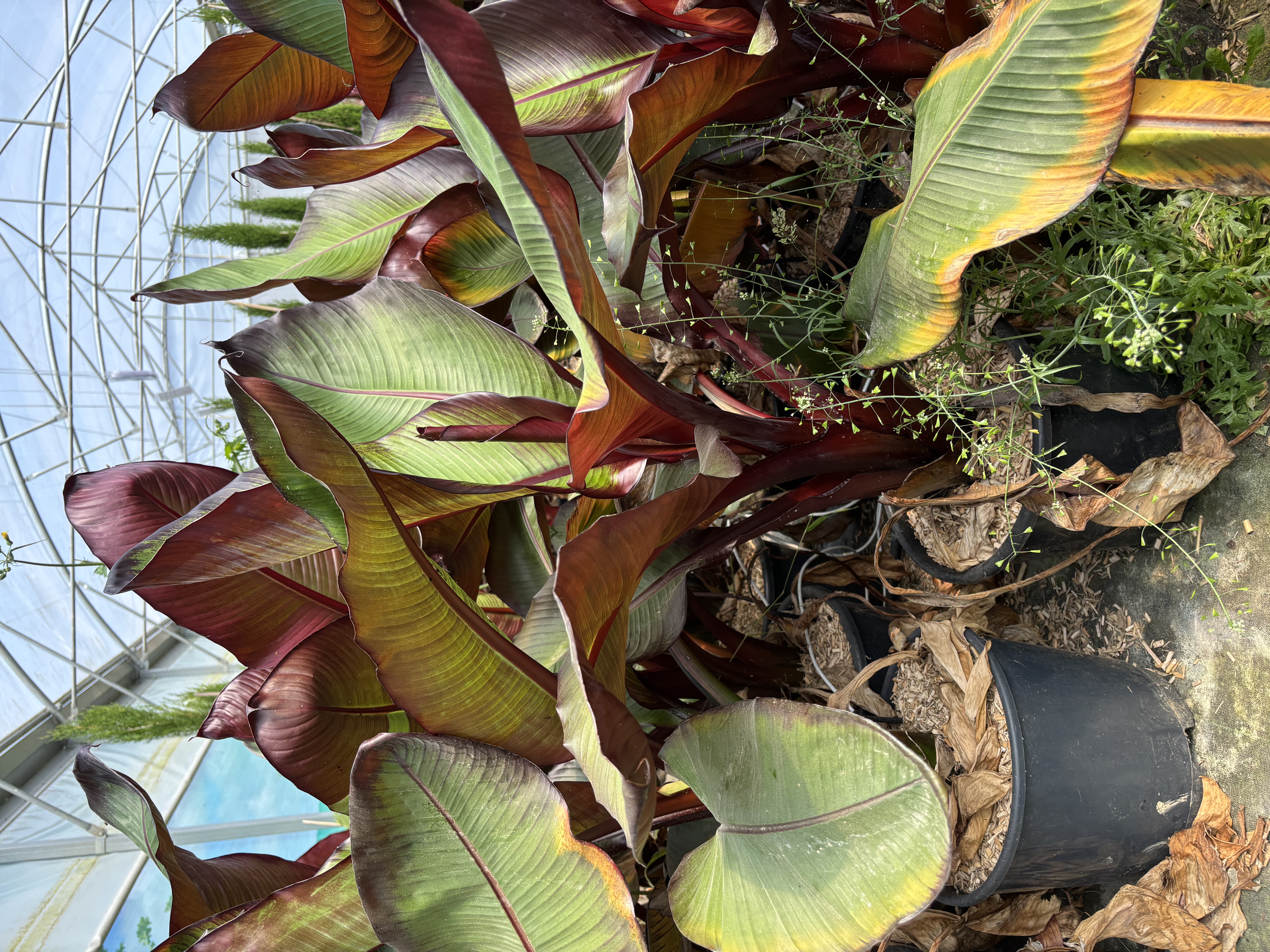 Musa ensete 'Maurelli' en pot de 15 litres