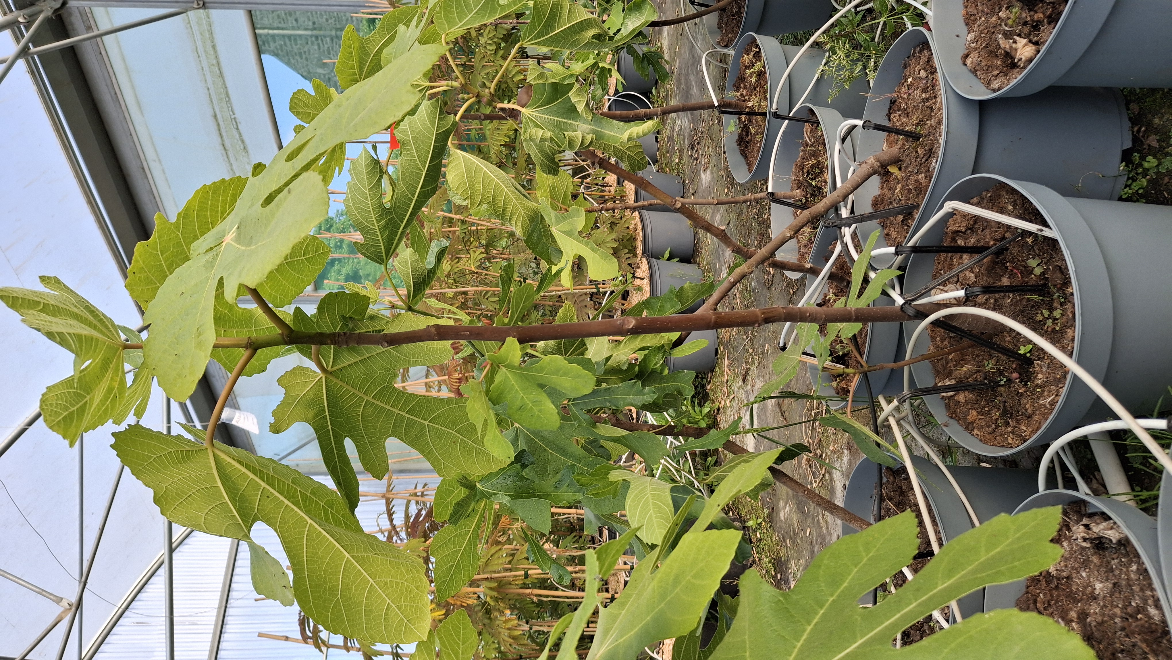Ficus carica Black Ischia en pot de 7,5 litres