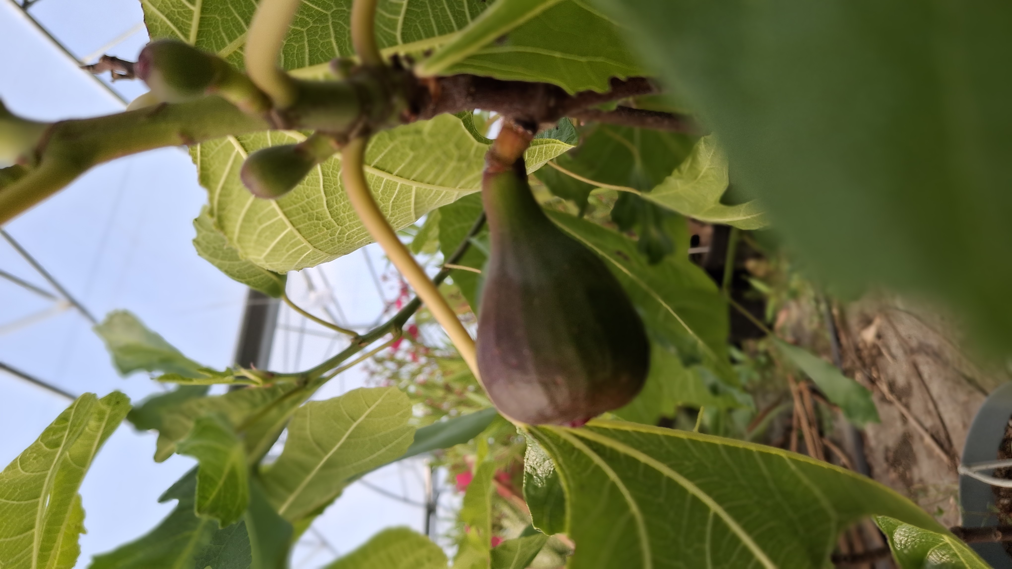 Ficus carica Black Ischia en pot de 7,5 litres