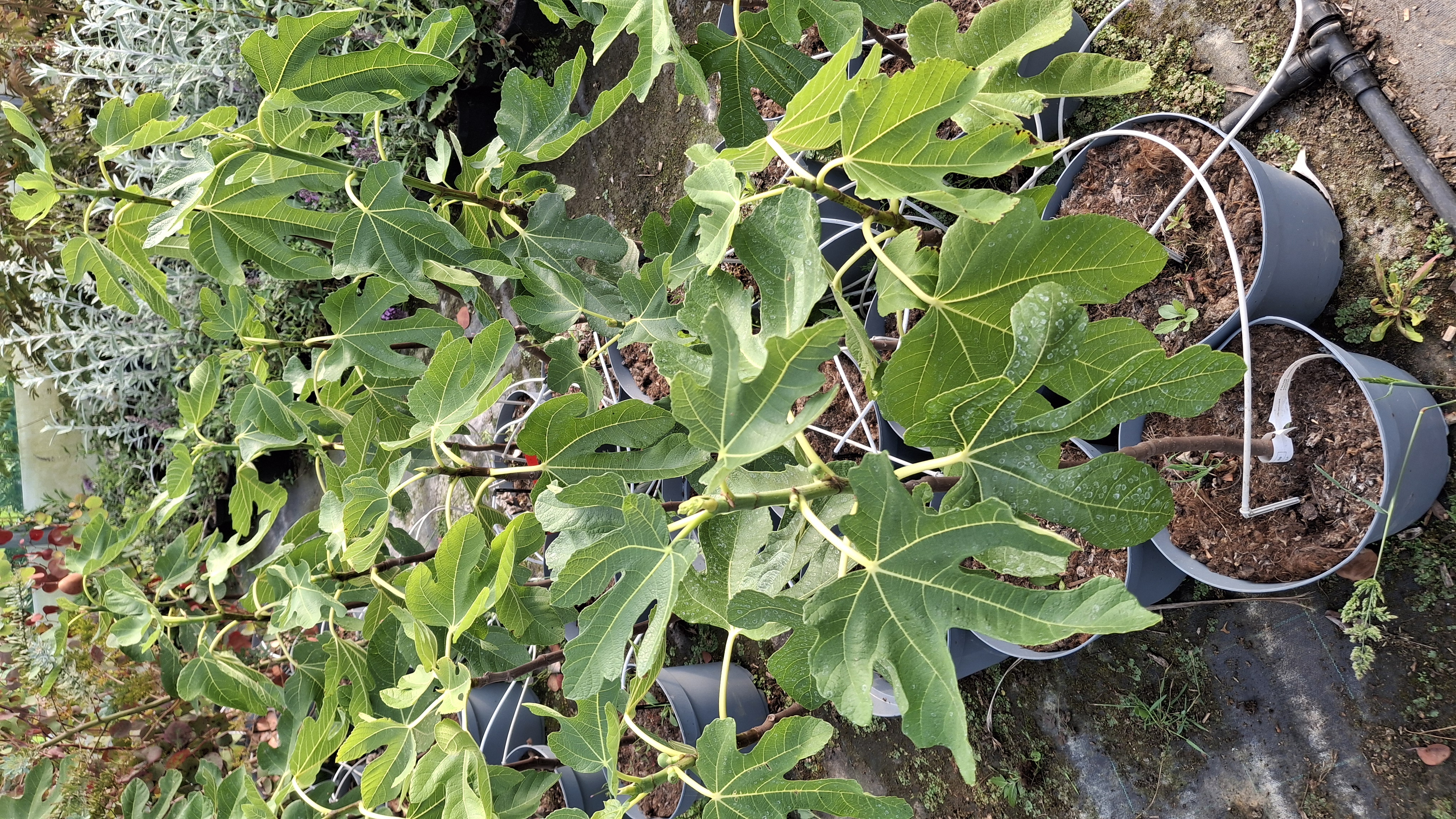 Ficus carica Goldfeige " Goutte d'Or' en pot de 7,5 litres