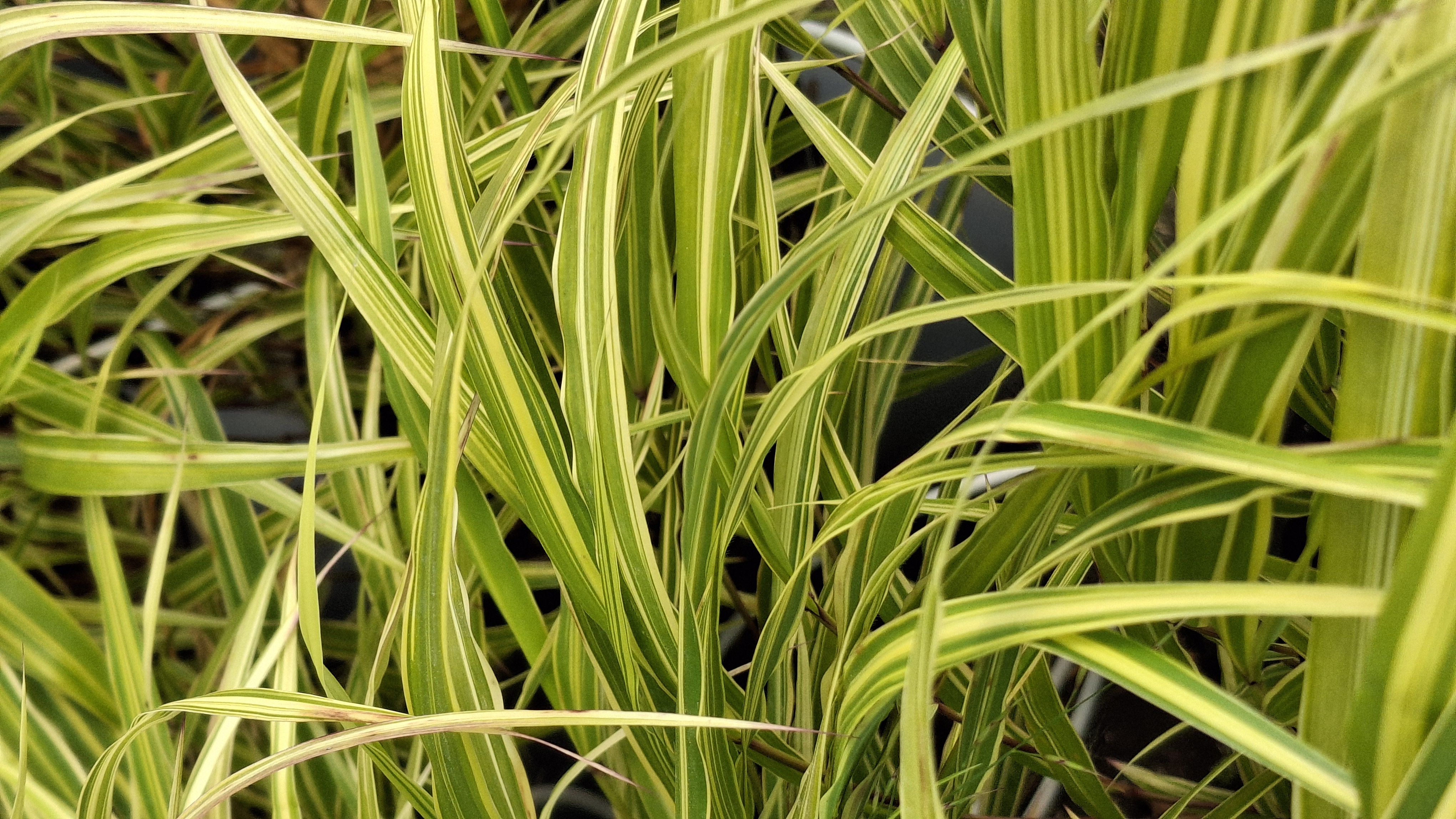 Hakonechloa macra en pot de 5 litres