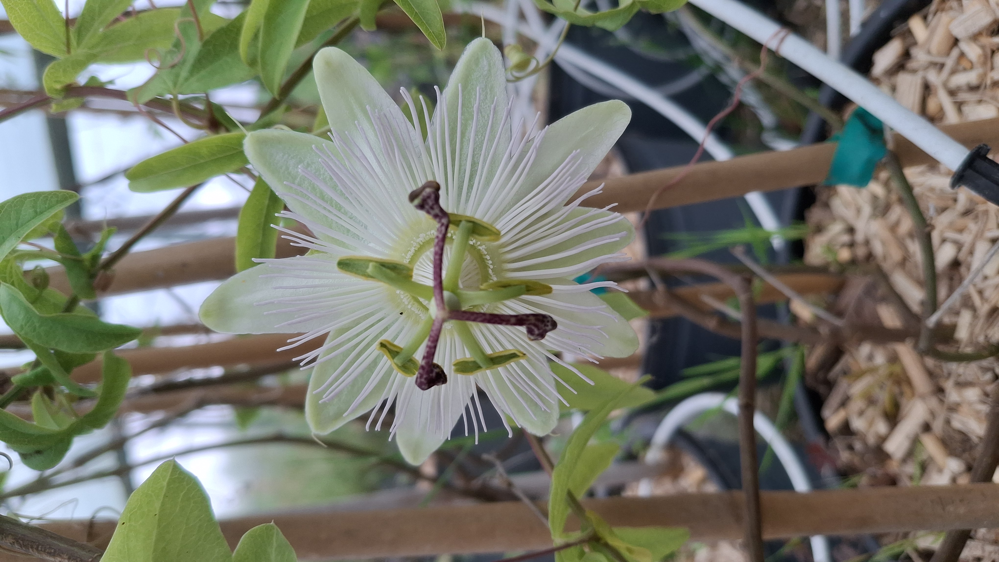Passiflore caerulea en pots de 5 litres