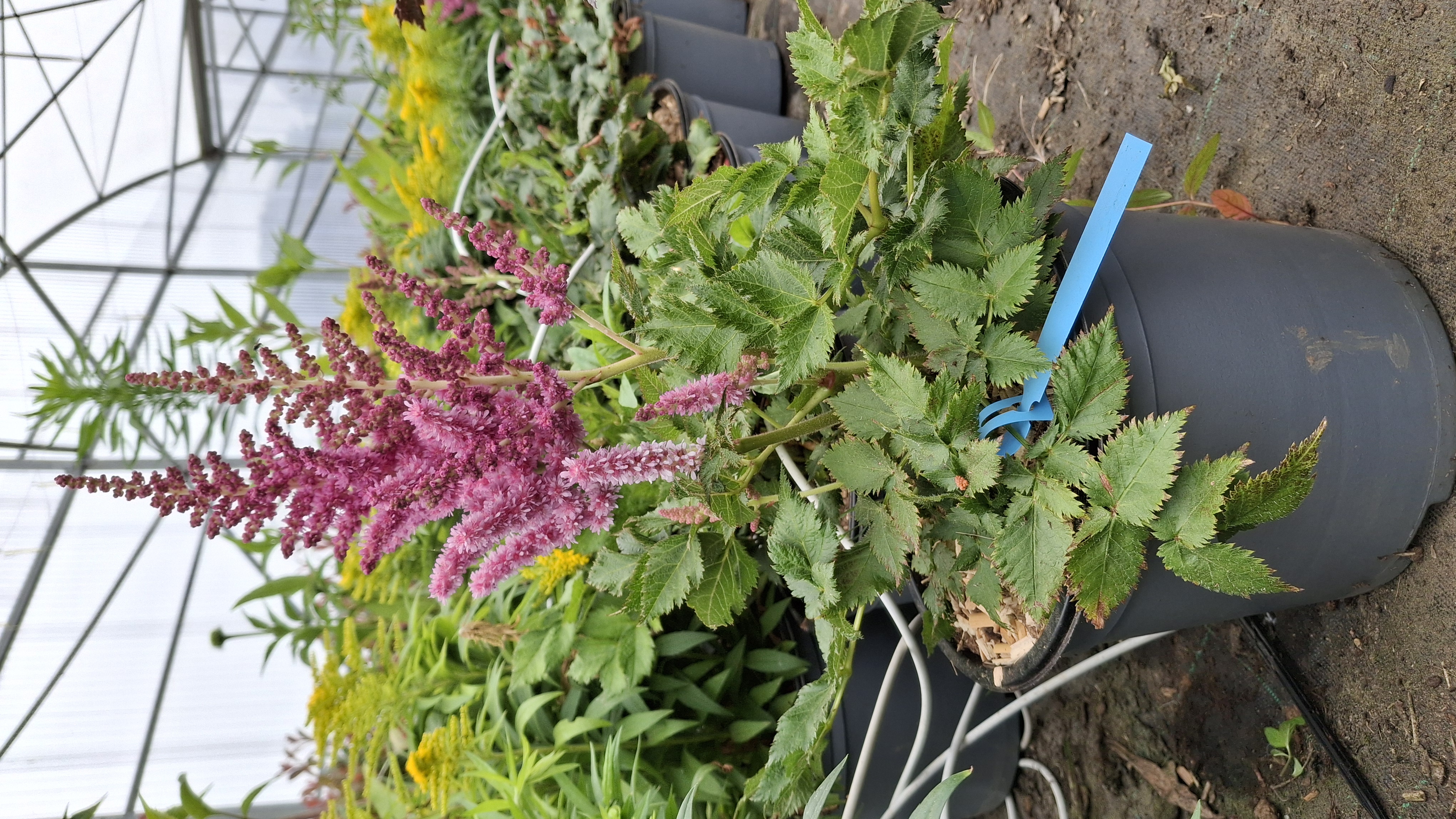 Astilbe little vision in purple