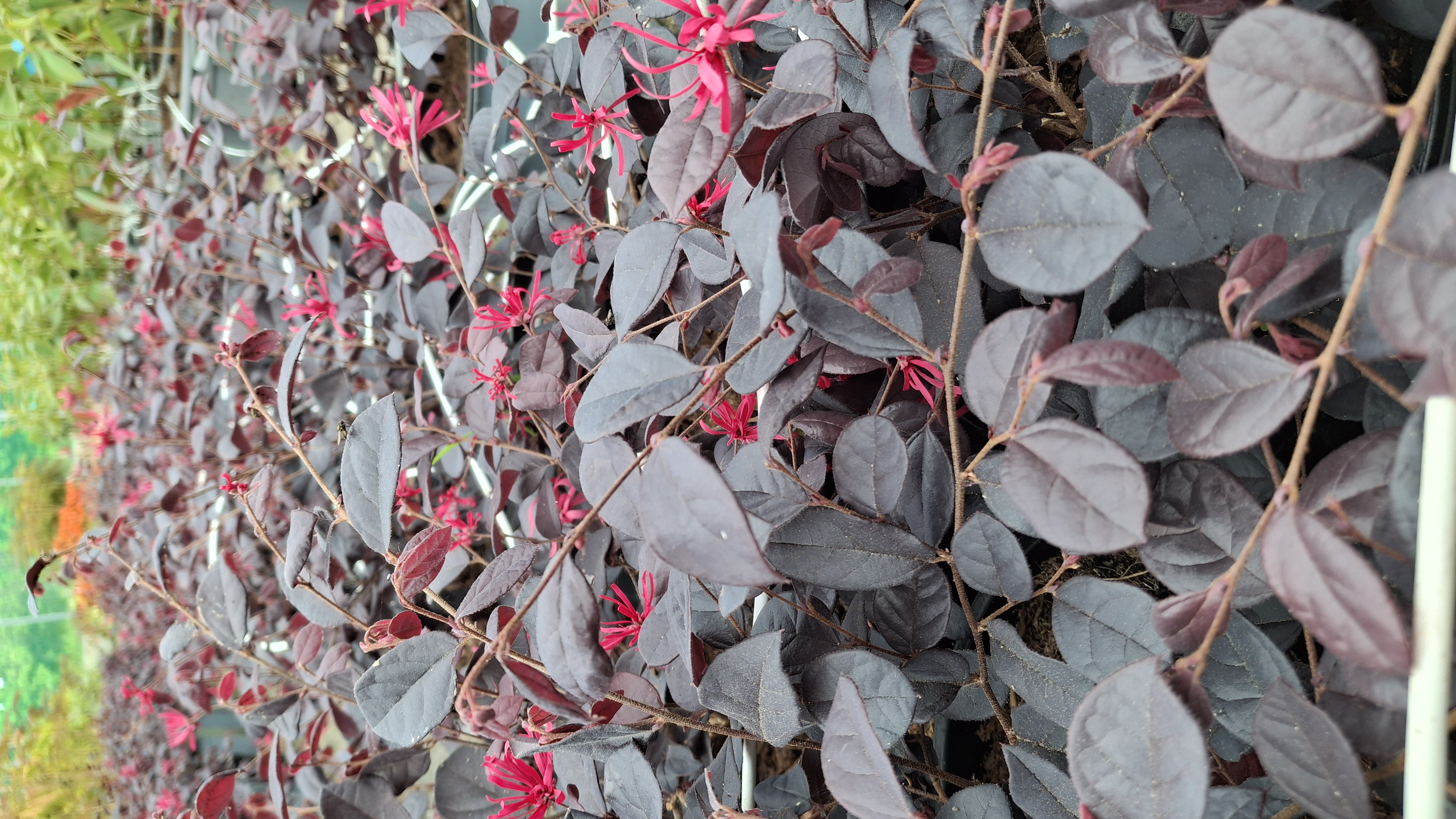 Loropetalum chinensis en pot de 5 litres