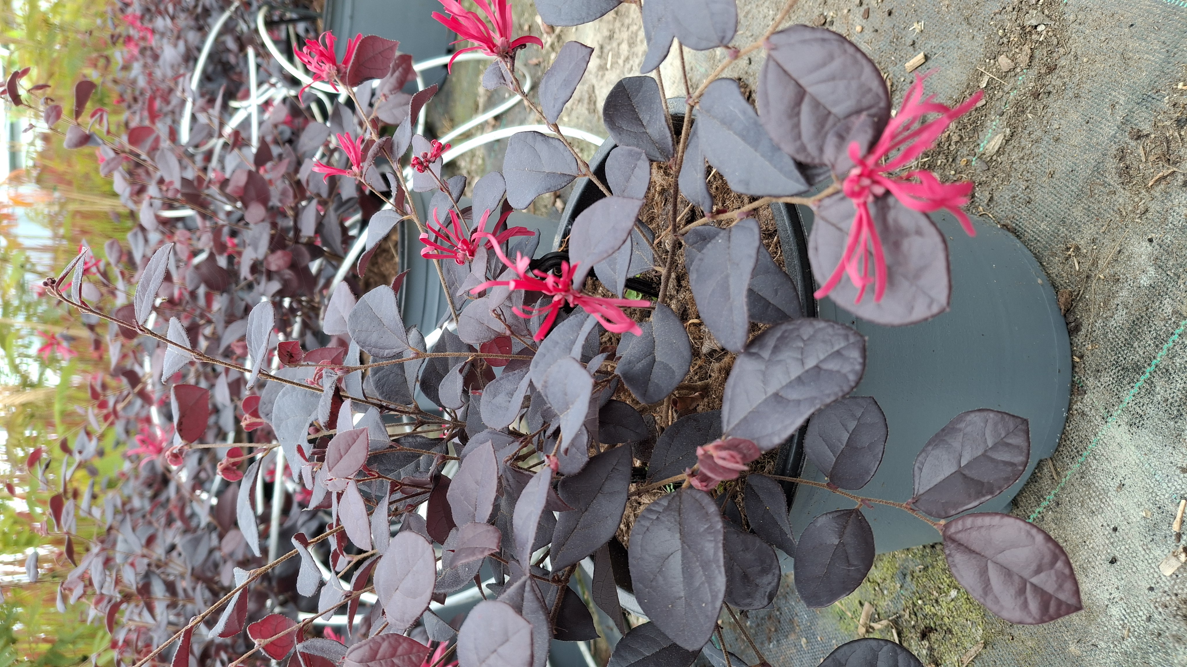 Loropetalum chinensis en pot de 5 litres