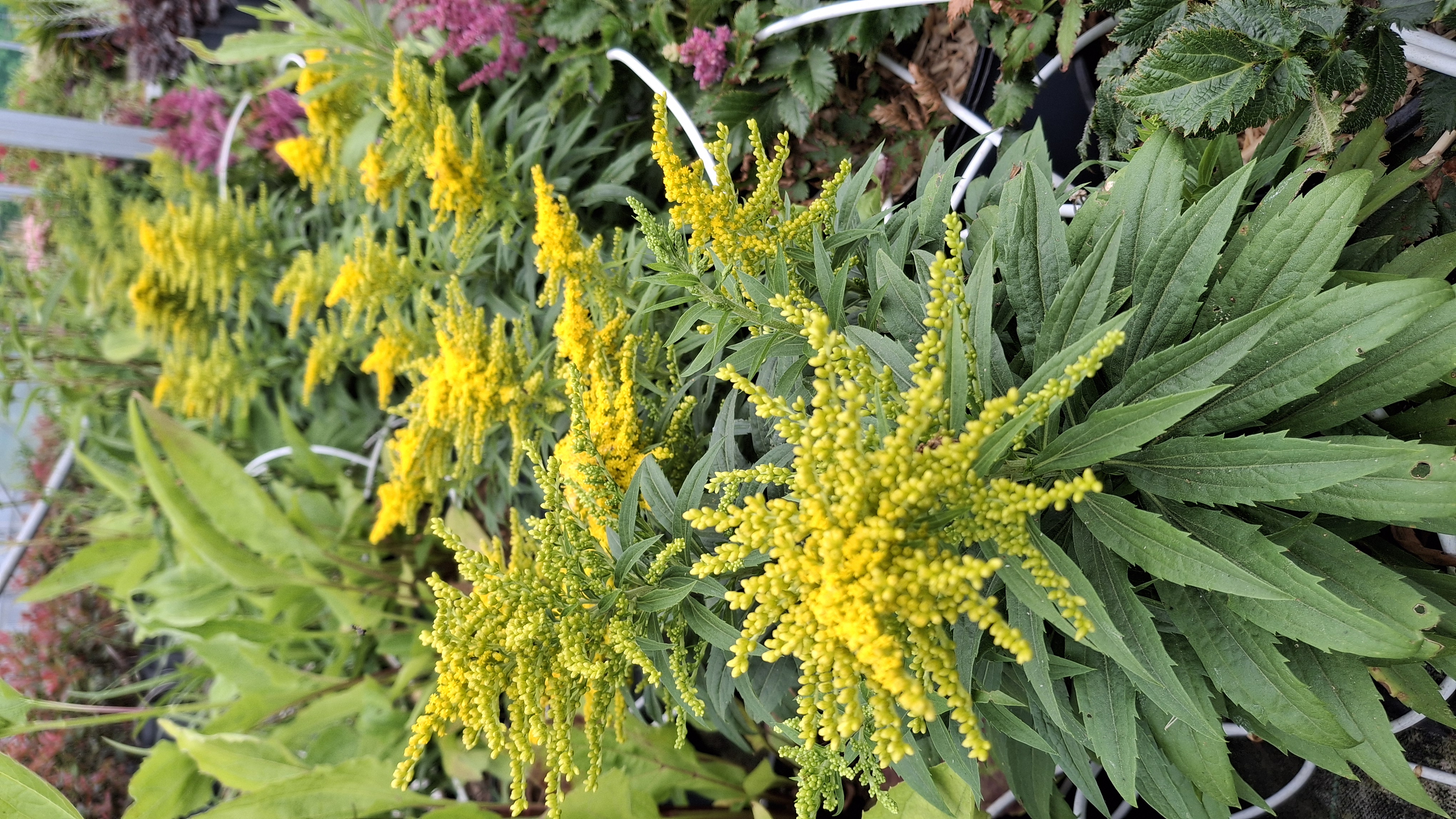 Solidago Golden Dwarf en pot de 5 litres