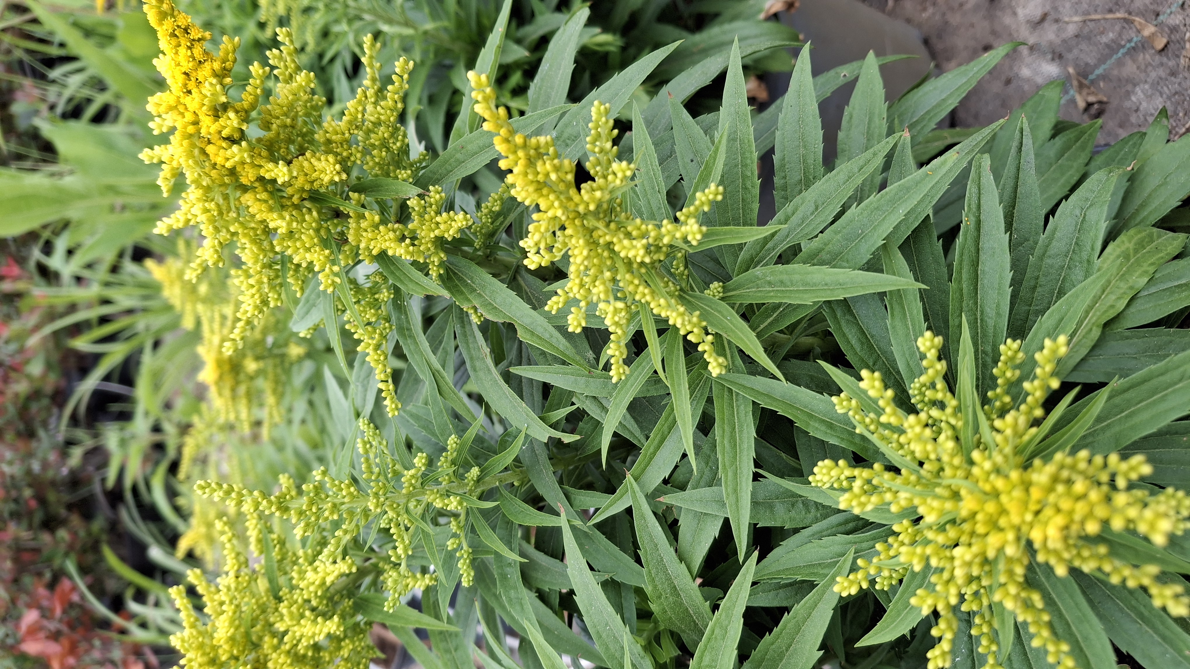 Solidago Golden Dwarf en pot de 5 litres