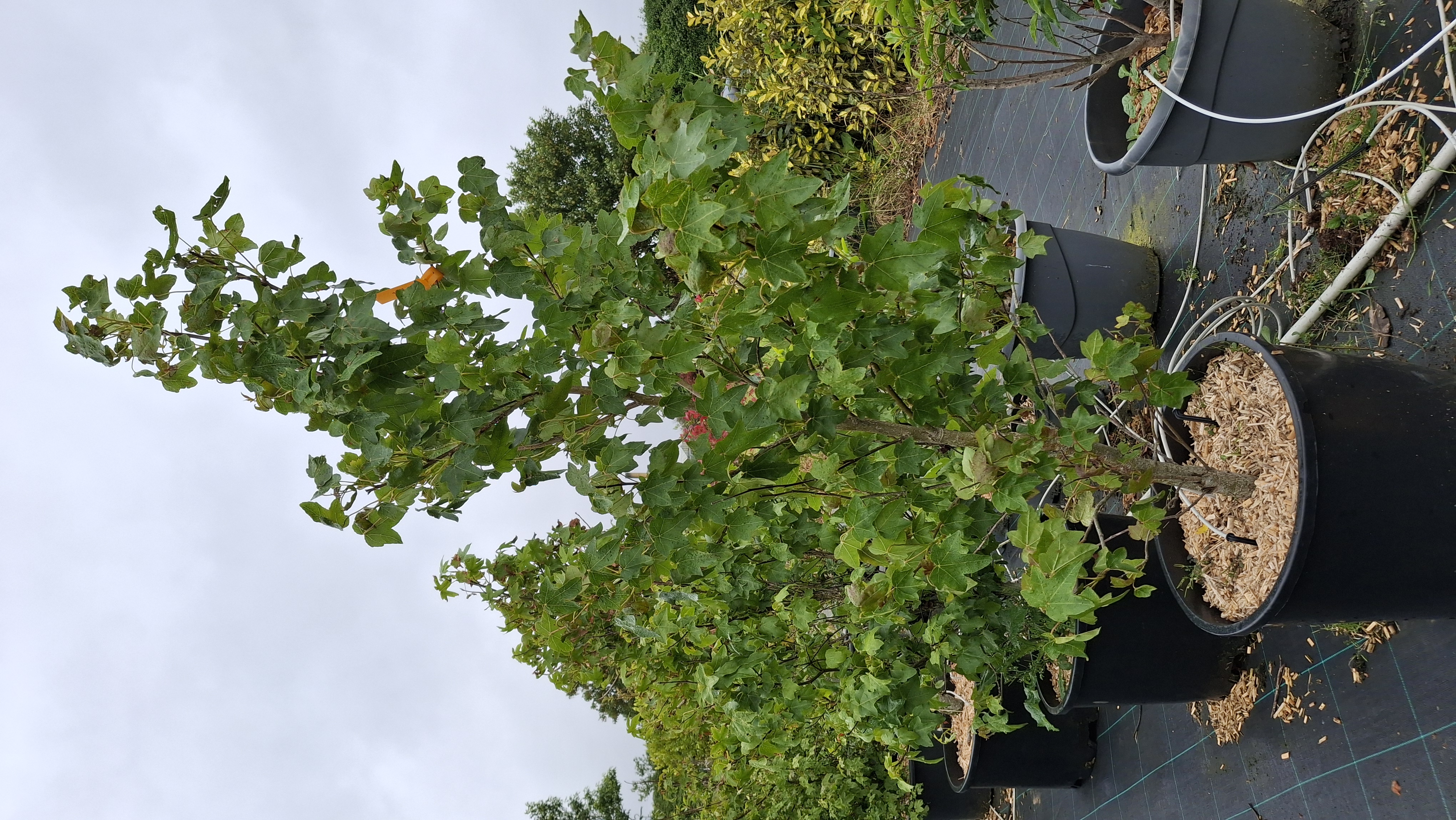 Liquidambar