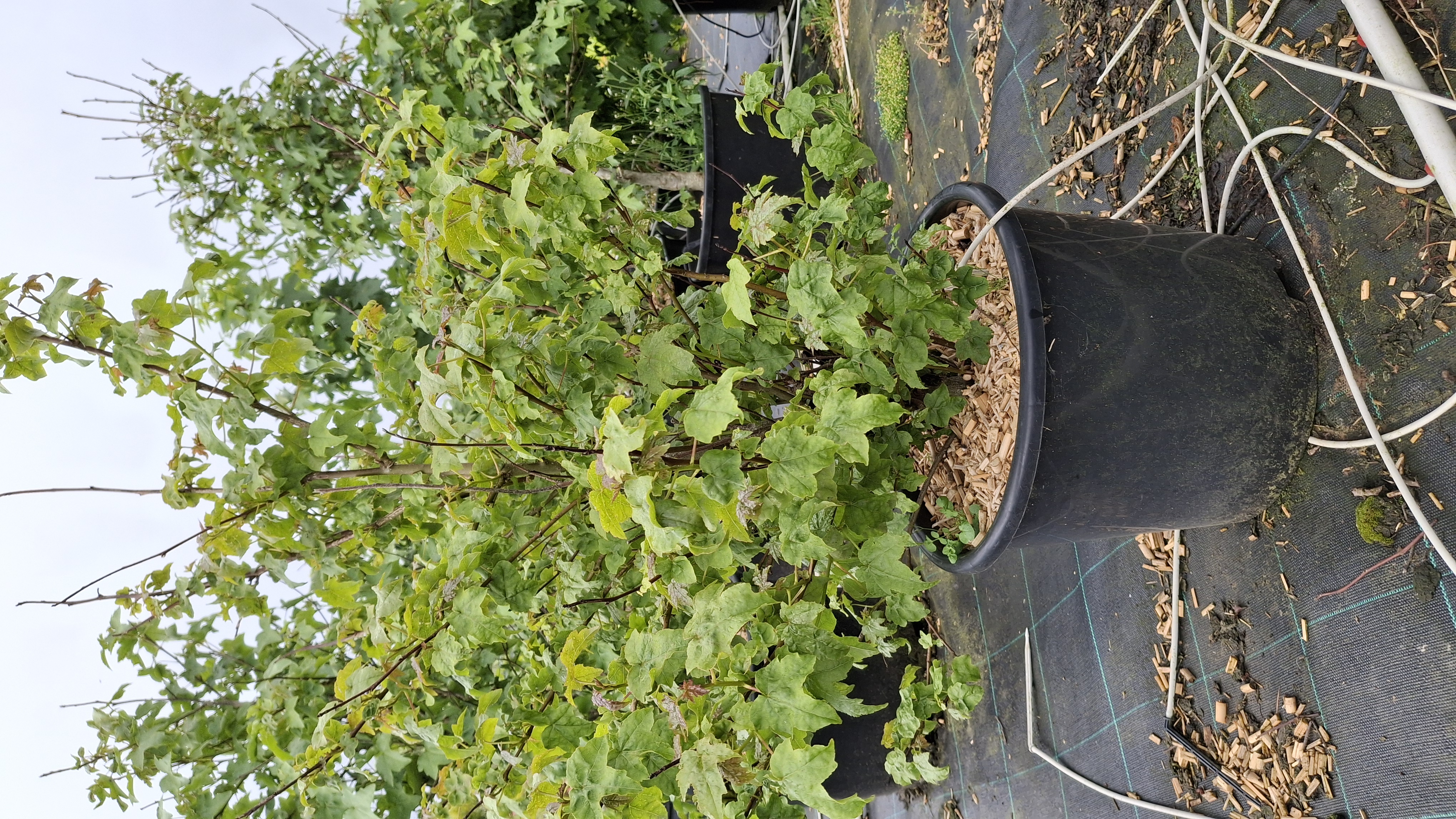 Liquidambar