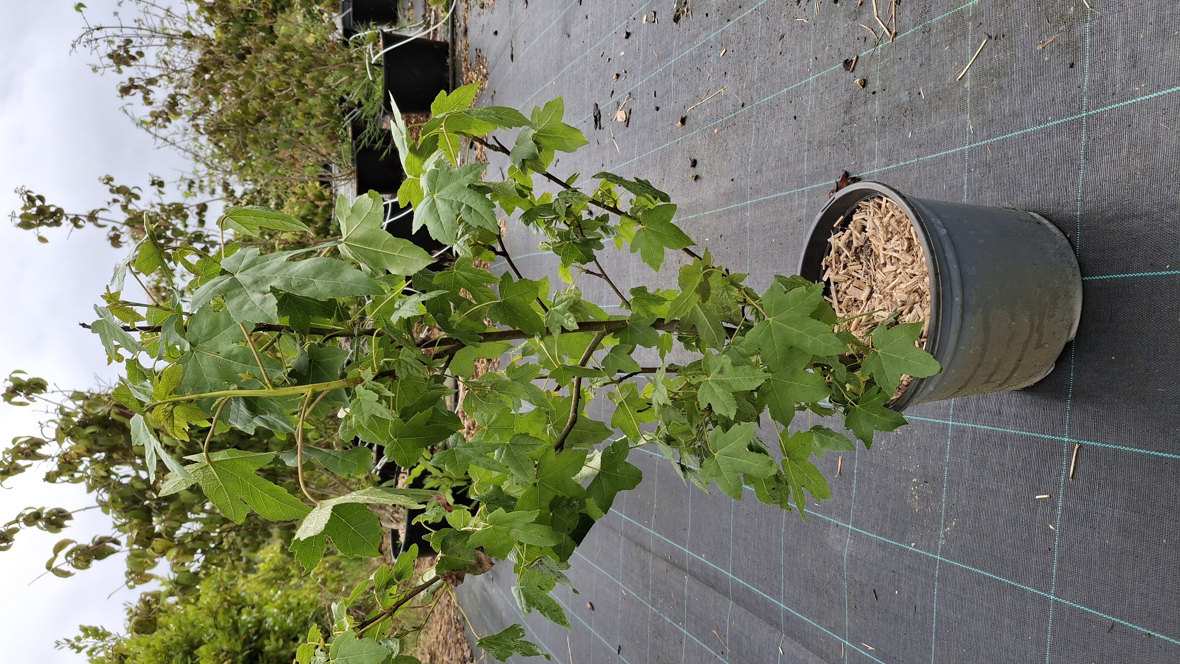Liquidambar