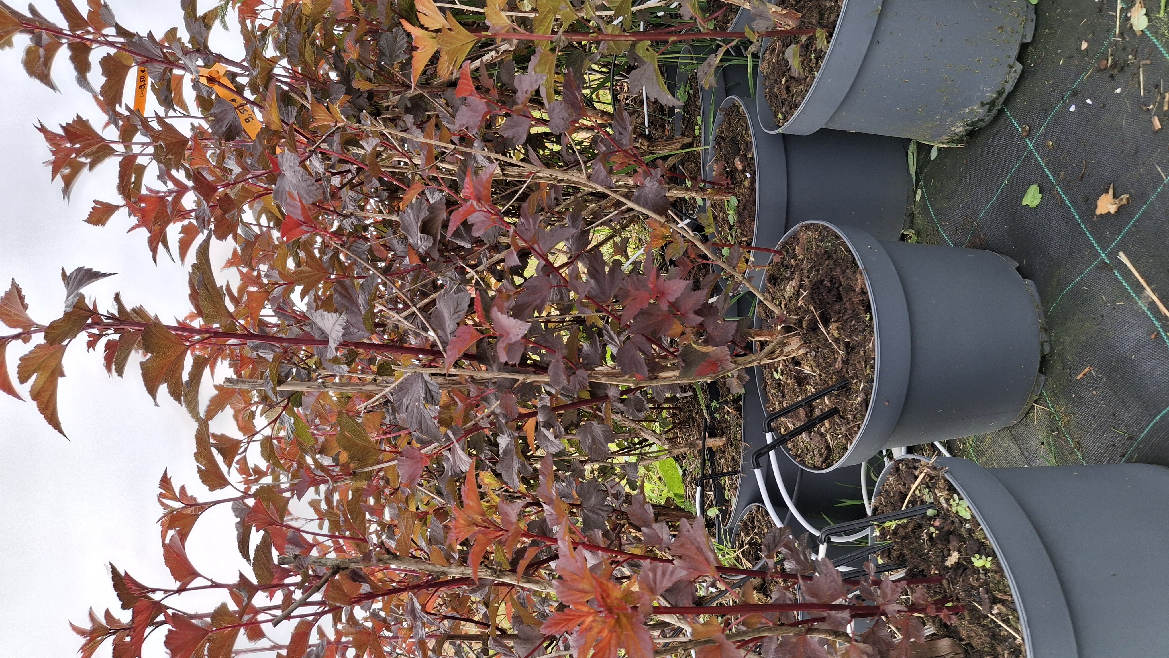 Physocarpus en pot de 5 litres