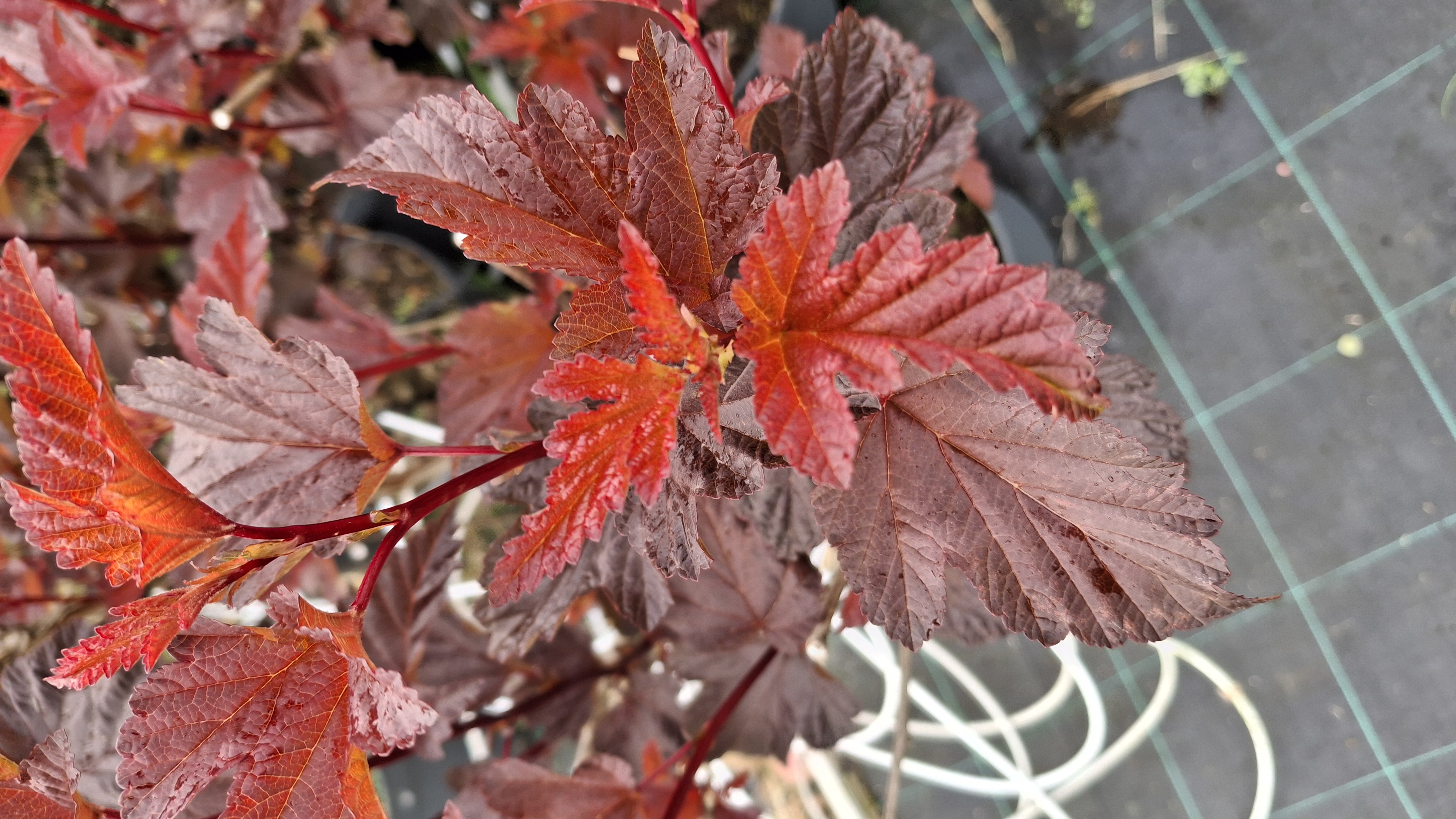 Physocarpus en pot de 5 litres