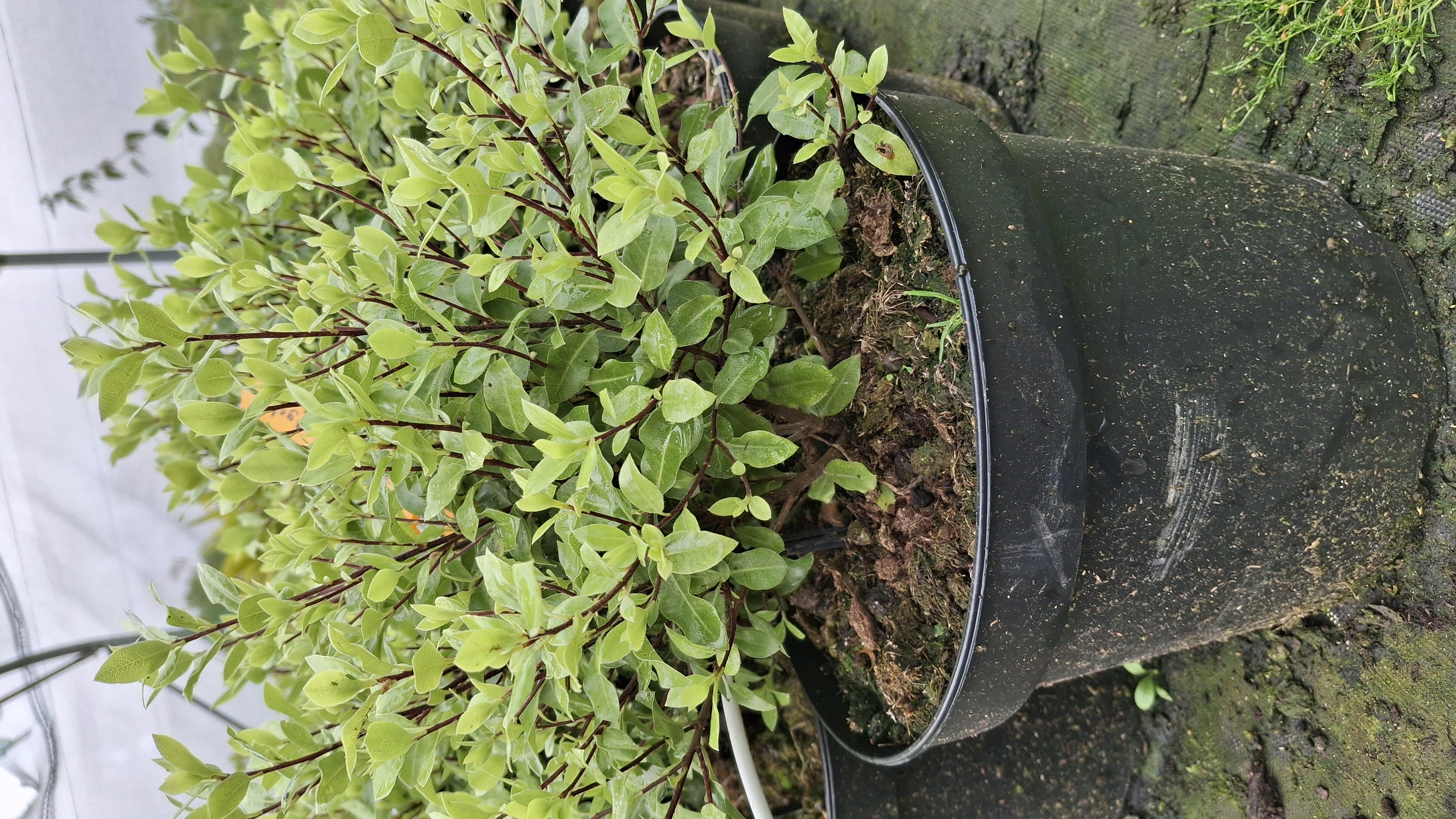 Pittosporum midget en pot de 5 litres